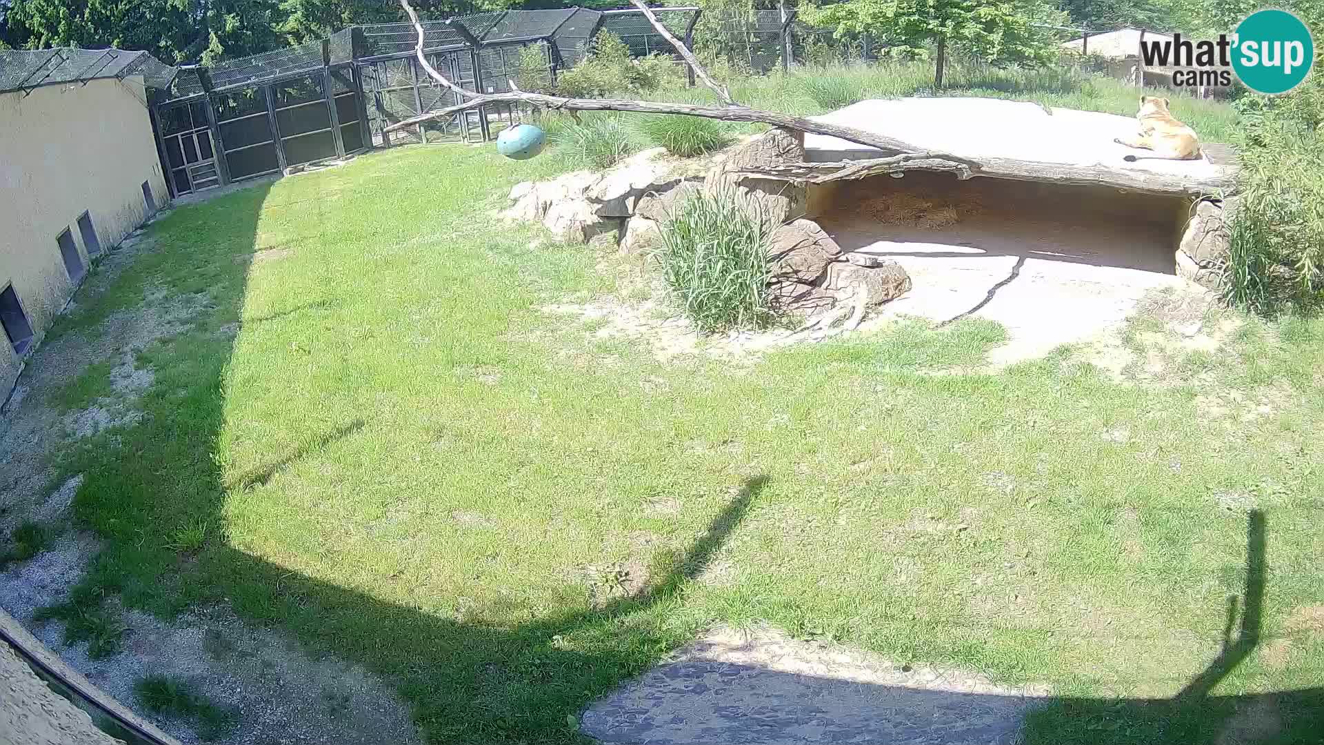 LION webcam en direct du zoo de Ljubljana – Slovénie