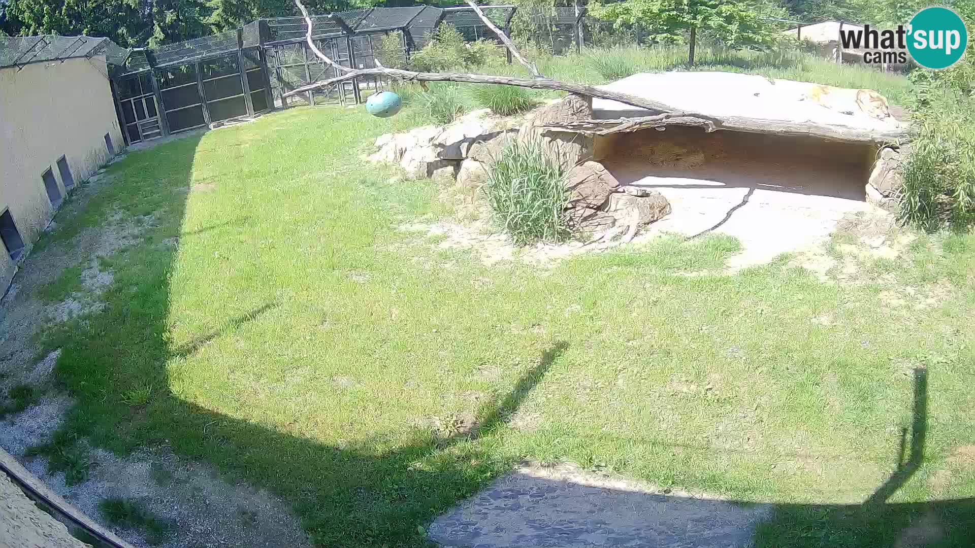 LEVI spletna kamera v živalskem vrtu Ljubljana Zoo