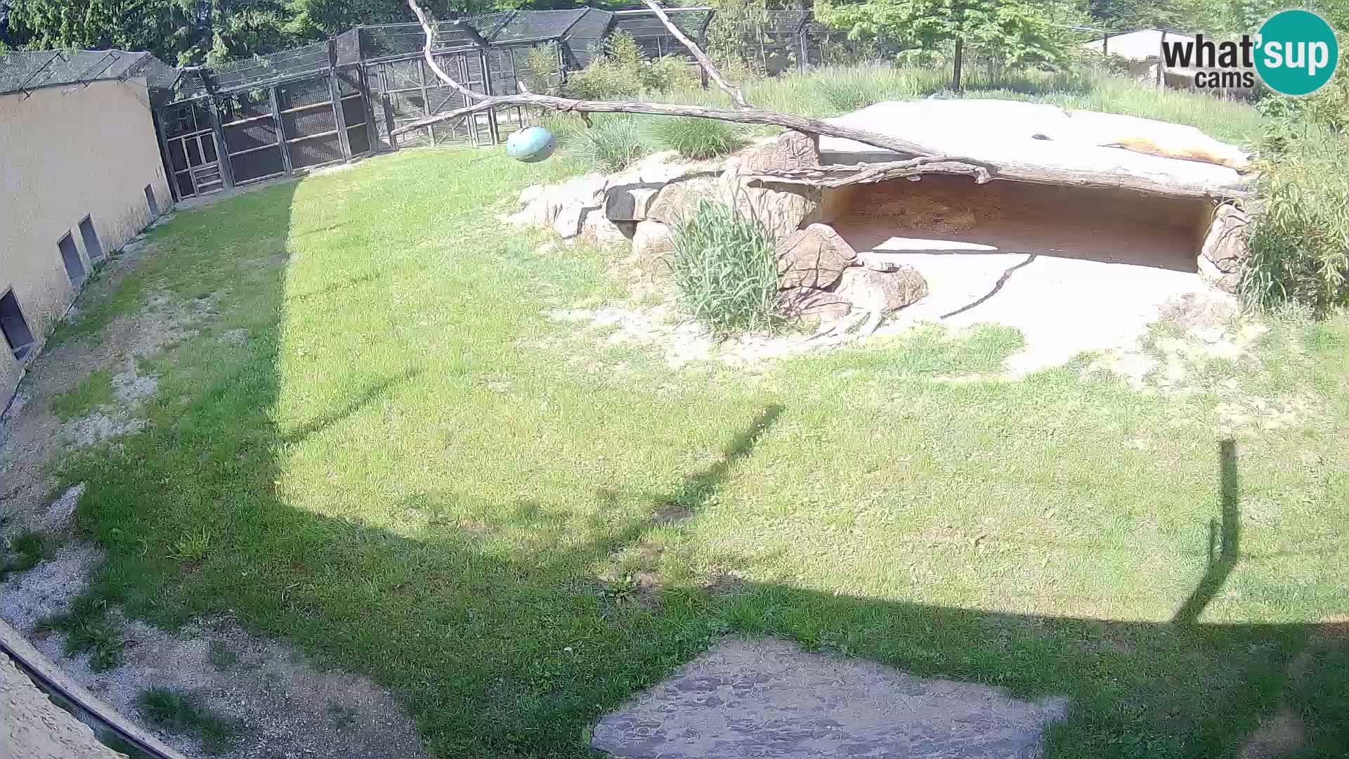 LEONE live Webcam nello zoo di Lubiana – Slovenia