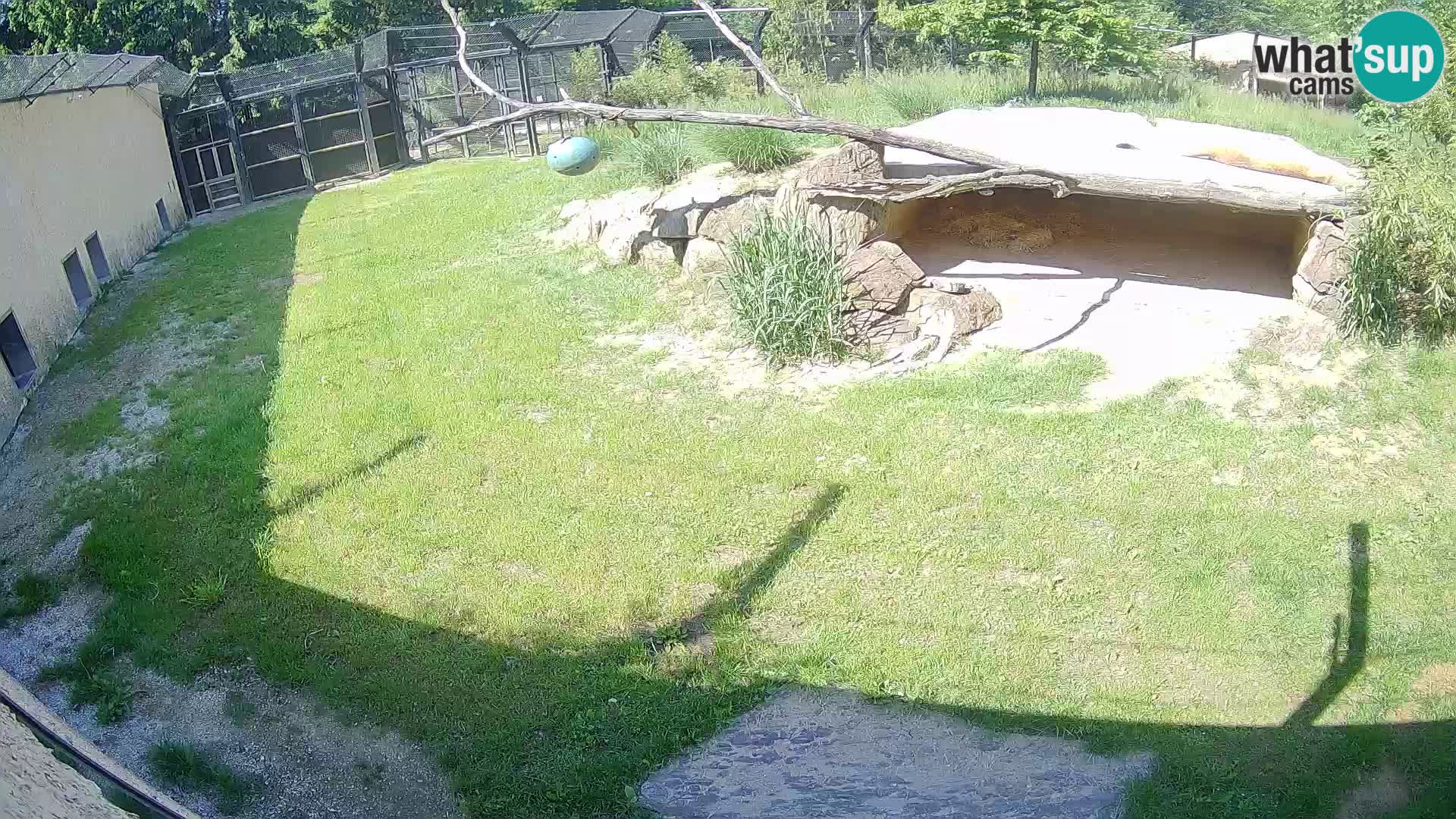 LEONE live Webcam nello zoo di Lubiana – Slovenia