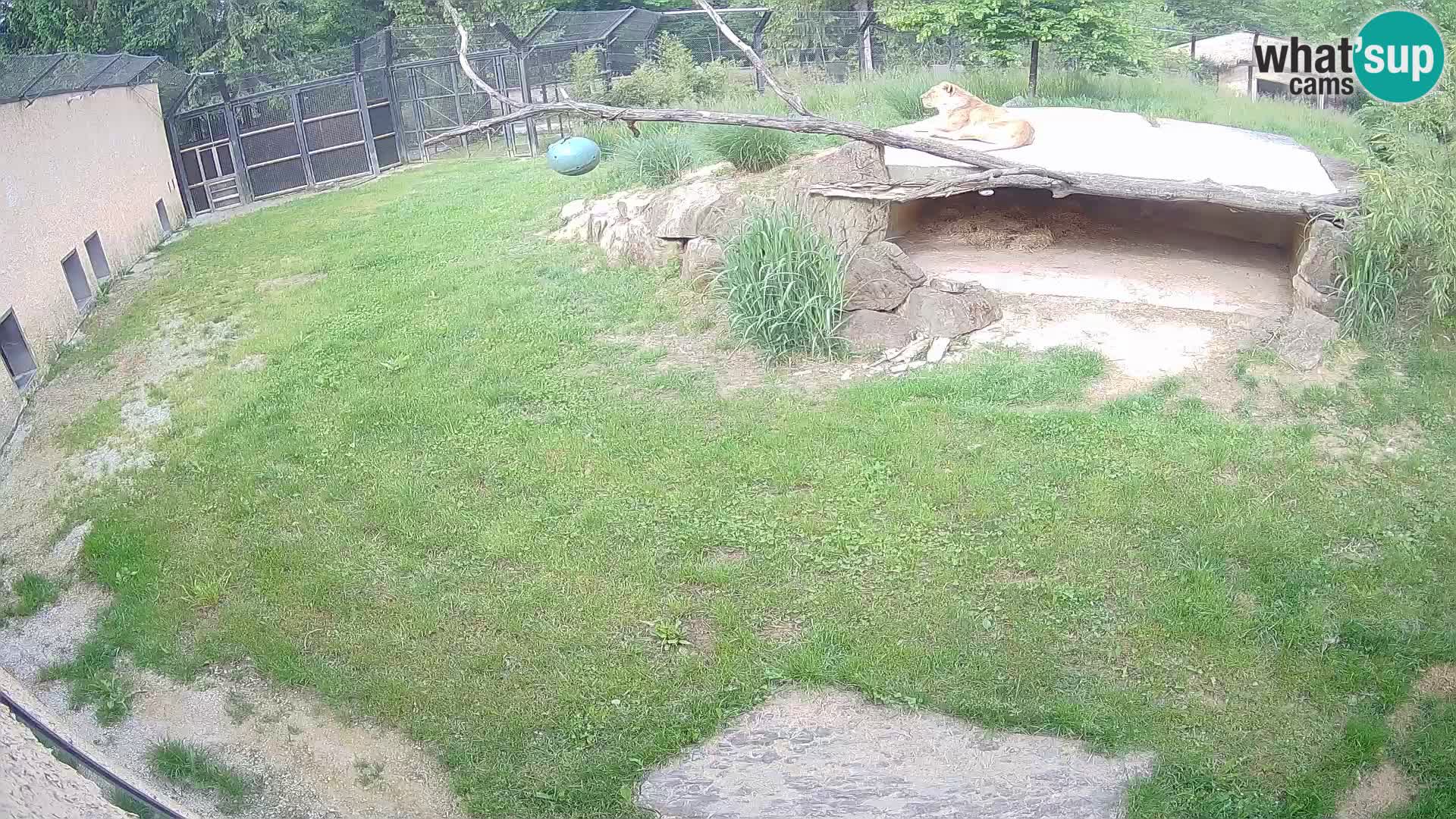 LION live Webcam in Ljubljana Zoo – Slovenia