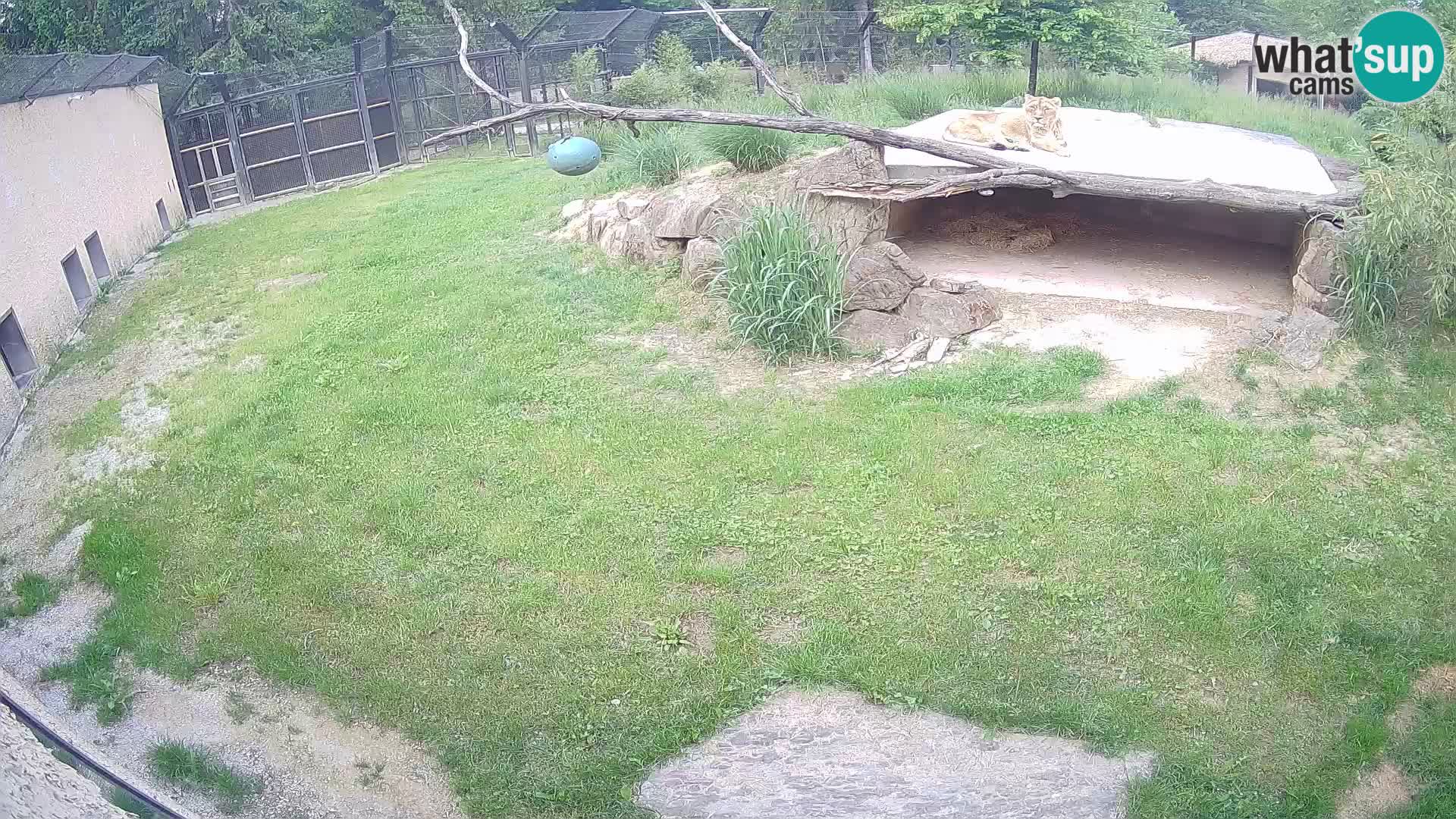 Löwe live Webcam im Zoo von Ljubljana – Slowenien