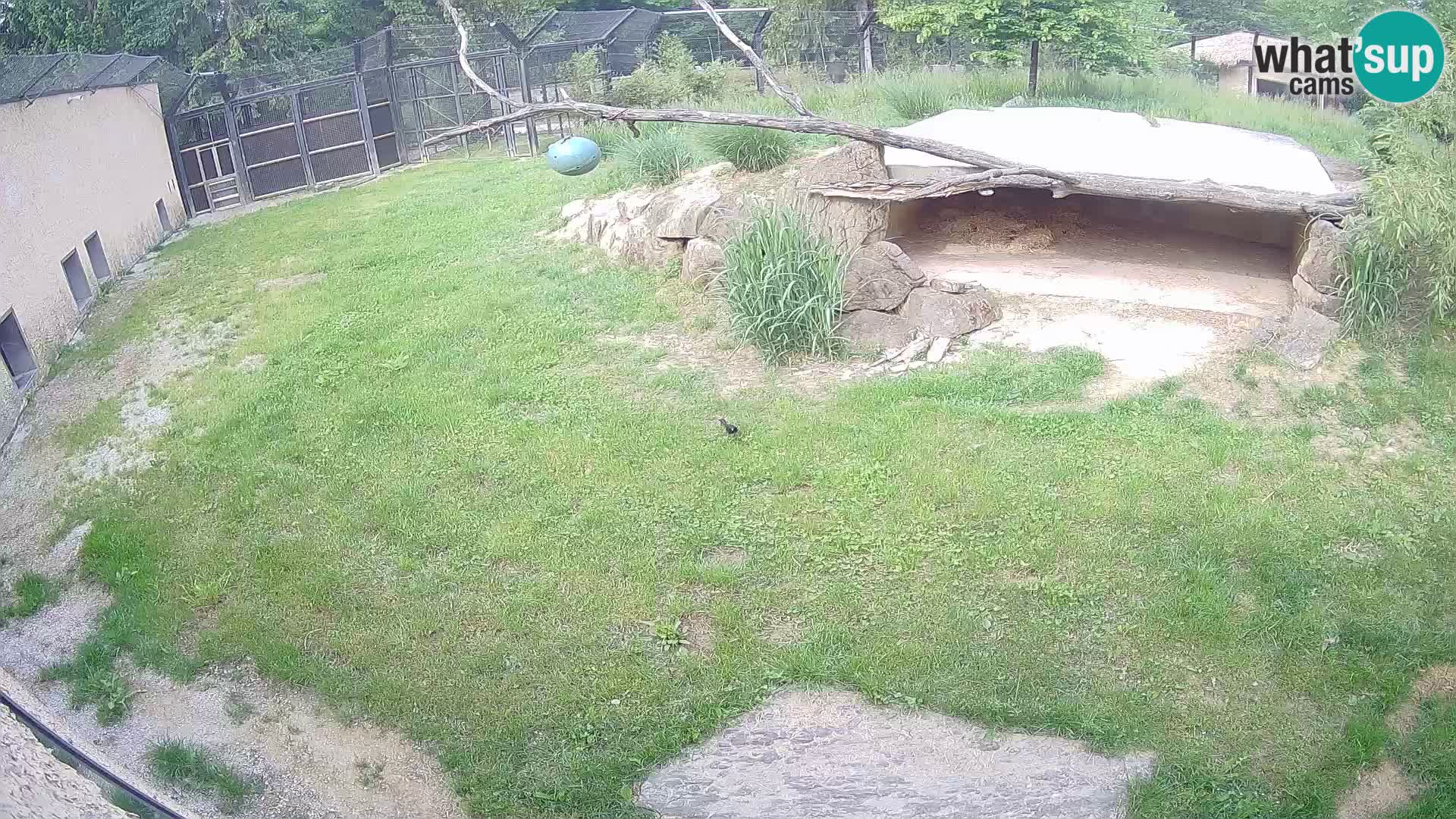 LEVI spletna kamera v živalskem vrtu Ljubljana Zoo