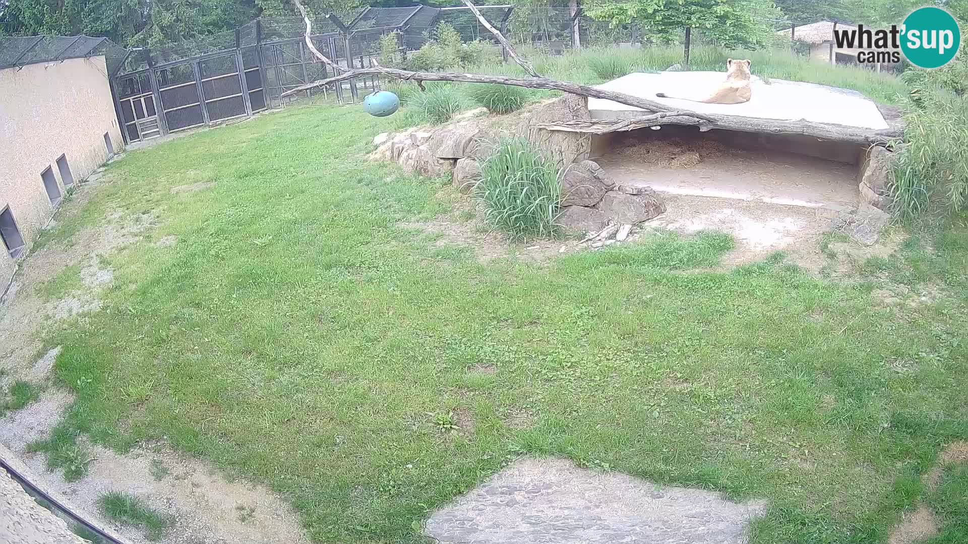 Löwe live Webcam im Zoo von Ljubljana – Slowenien