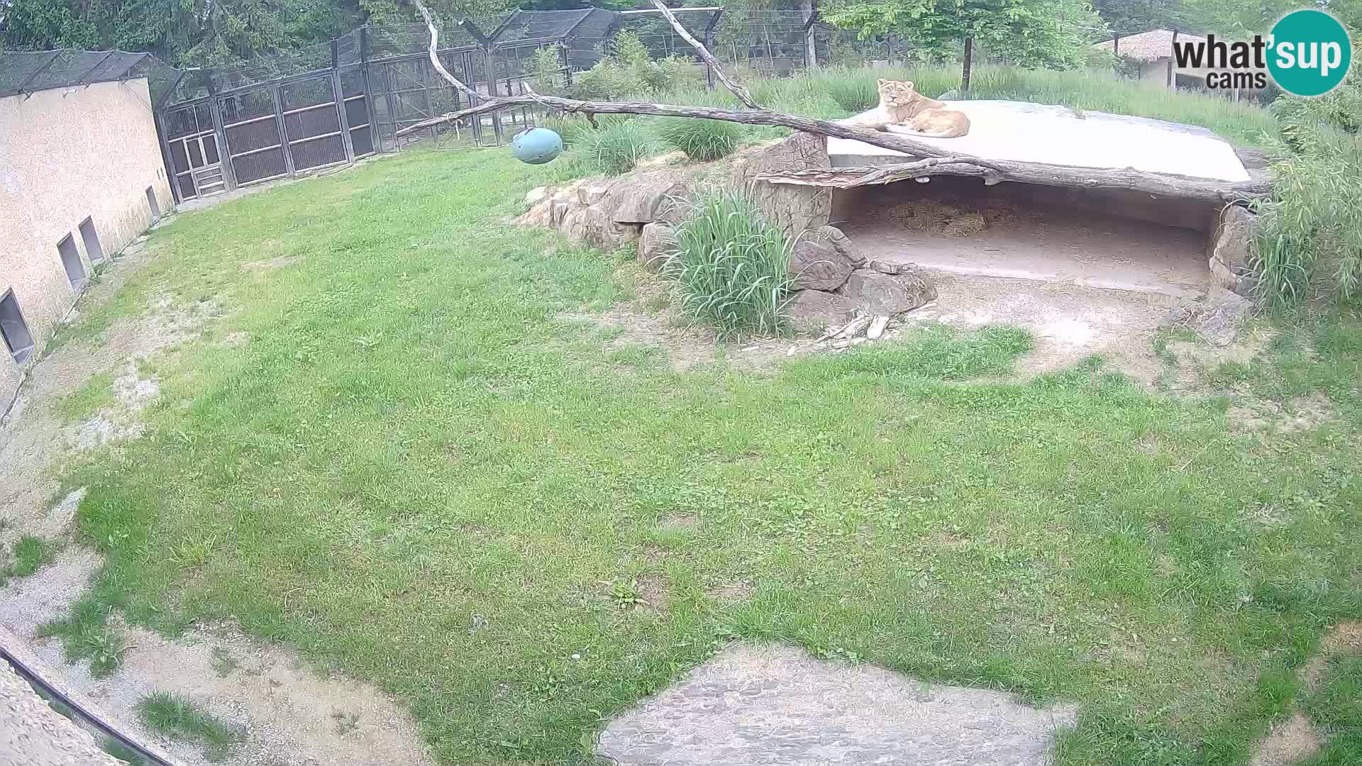LION webcam en direct du zoo de Ljubljana – Slovénie