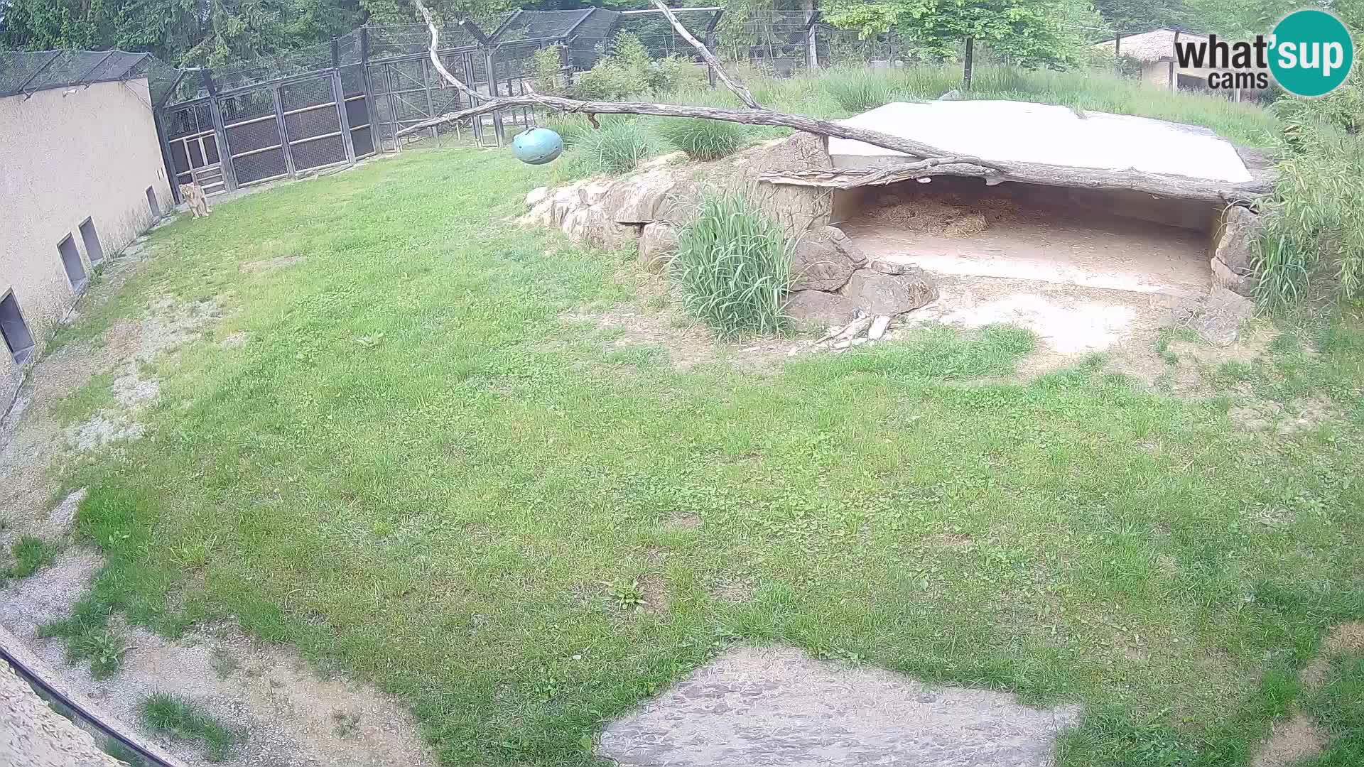 LION webcam en direct du zoo de Ljubljana – Slovénie