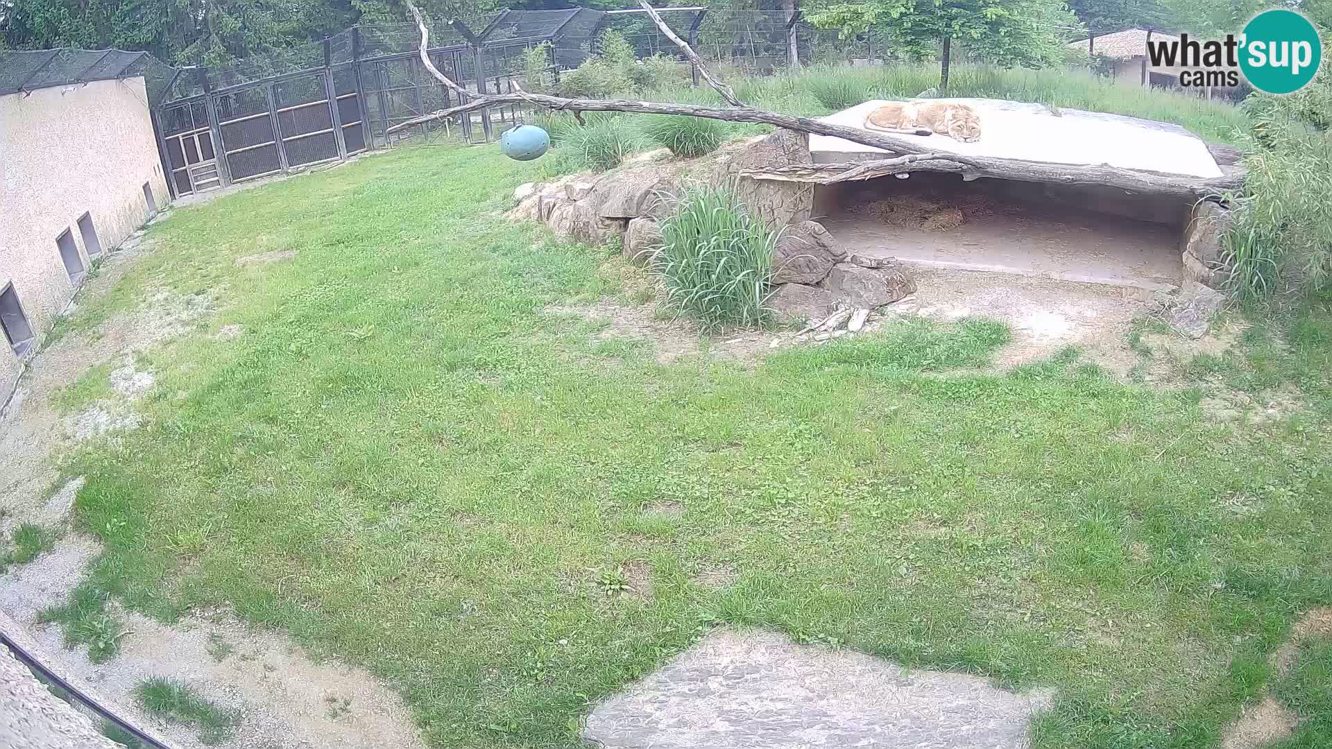 LION live Webcam in Ljubljana Zoo – Slovenia