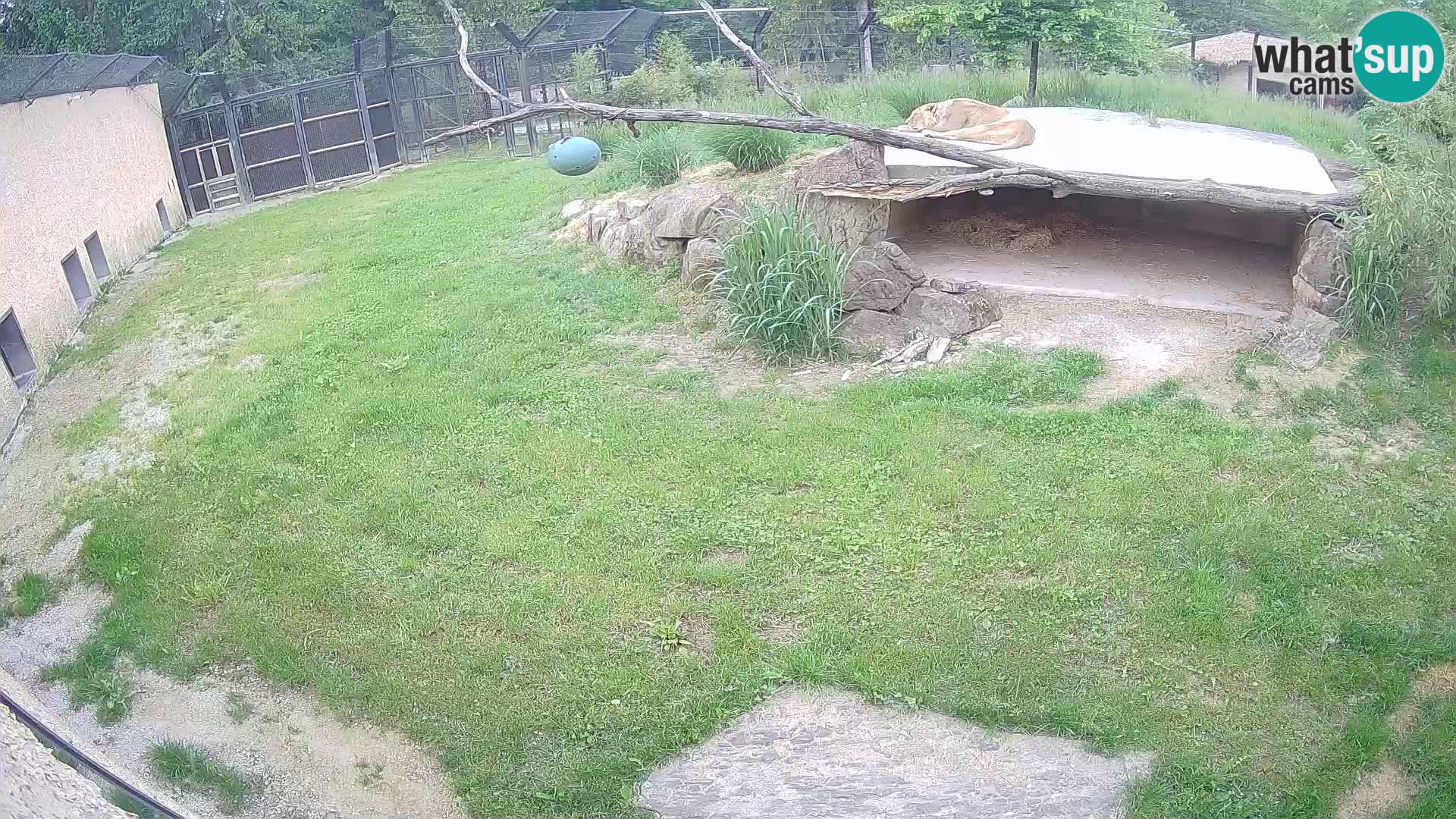 LEONE live Webcam nello zoo di Lubiana – Slovenia