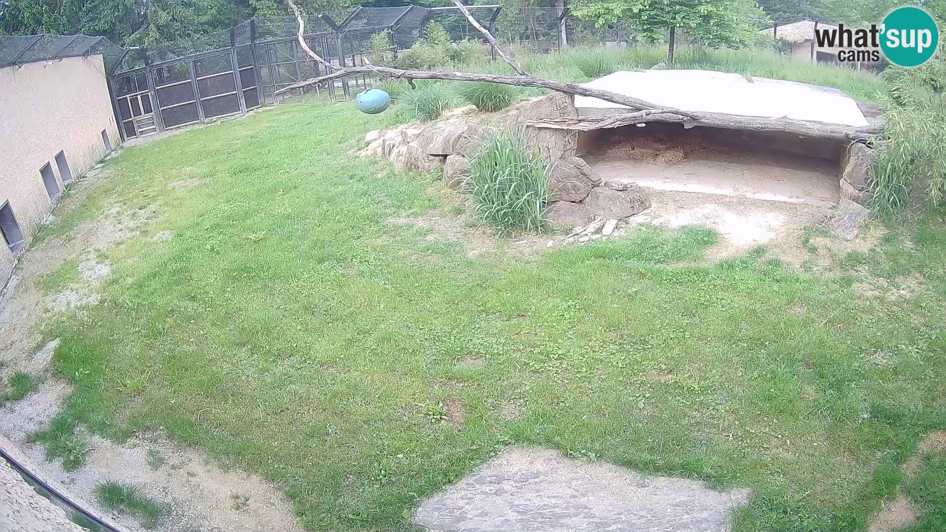 LION live Webcam in Ljubljana Zoo – Slovenia