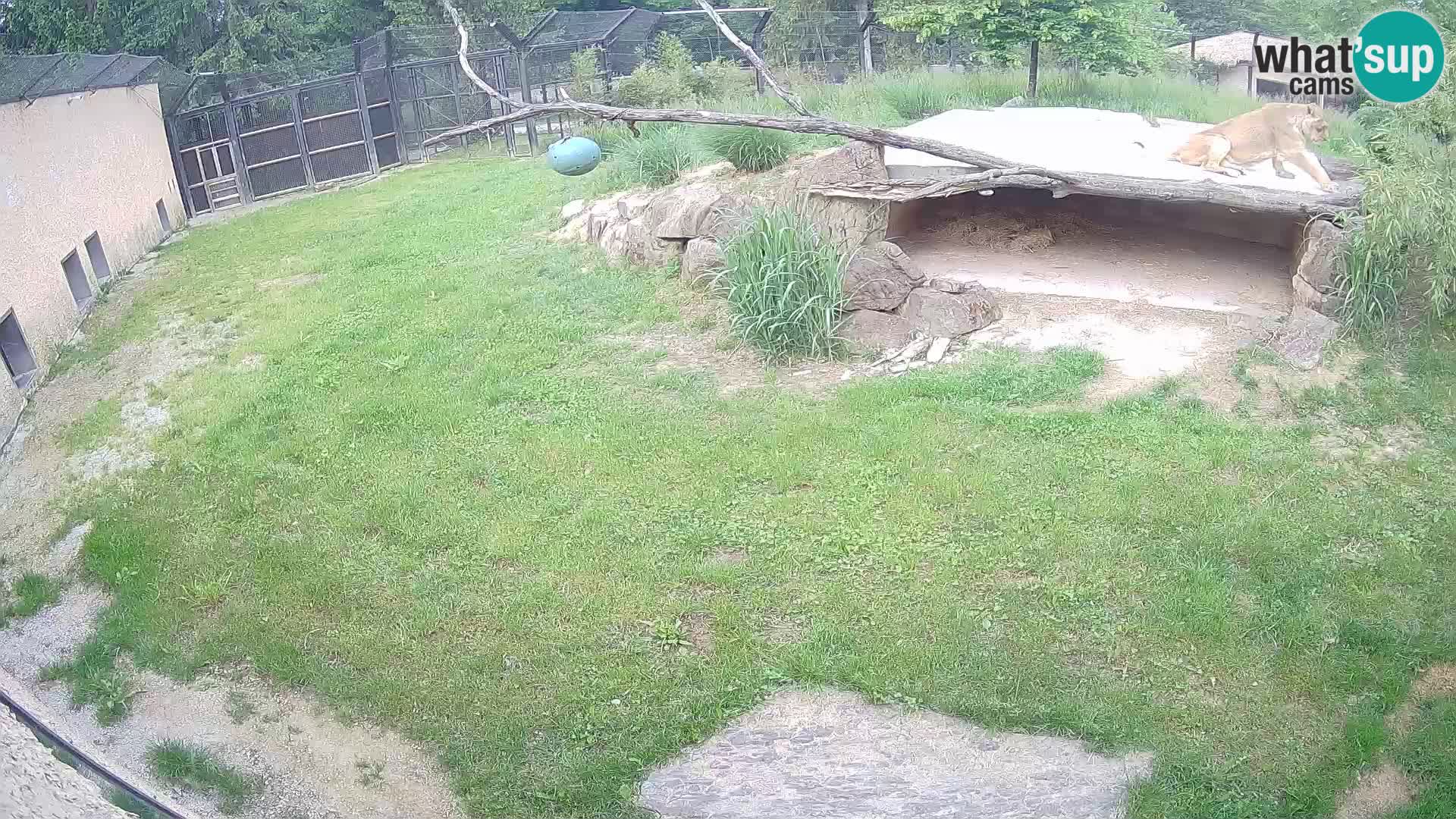 LEON Webcam en vivo en Ljubljana Zoo – Eslovenia