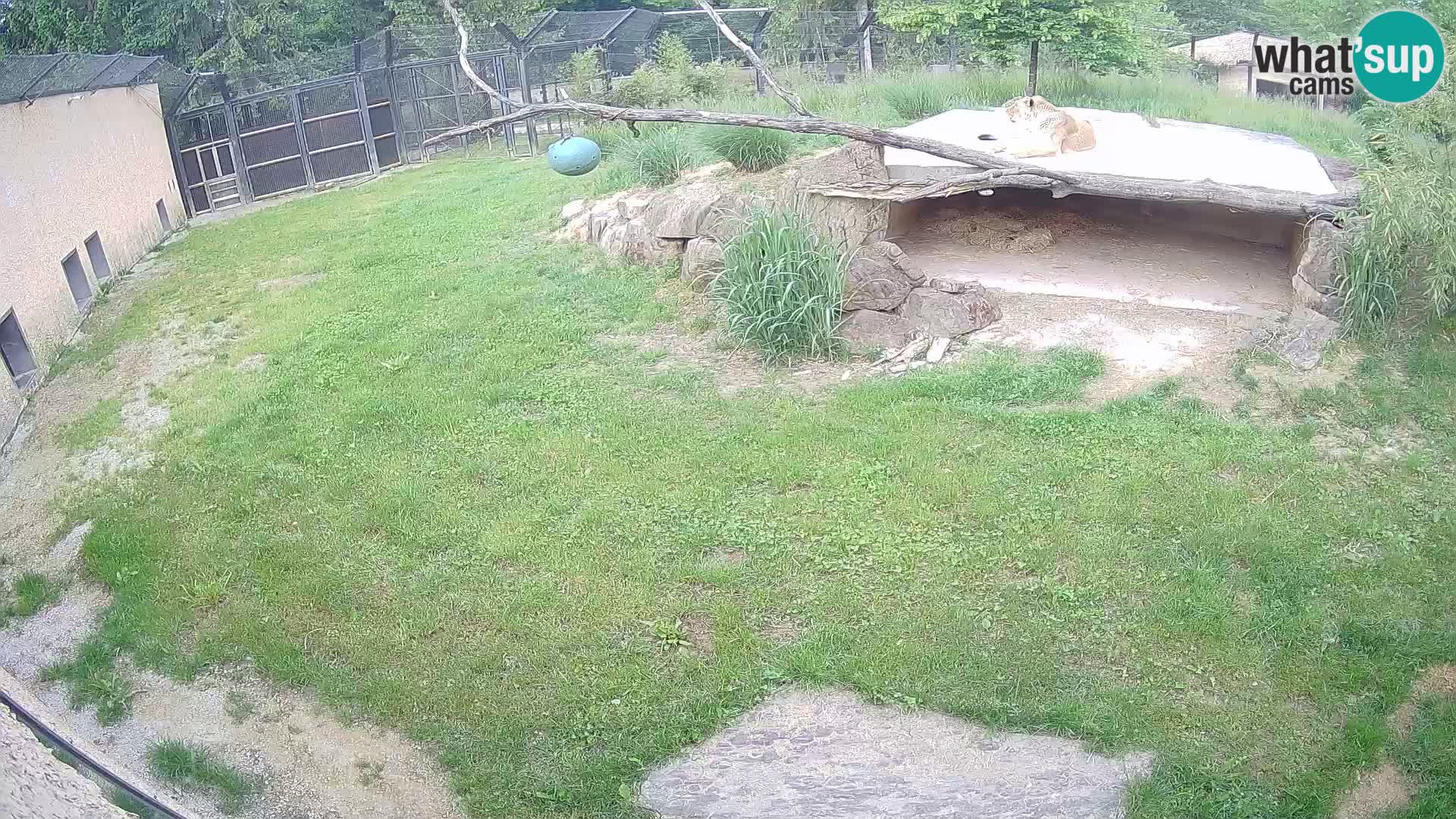 LION webcam en direct du zoo de Ljubljana – Slovénie