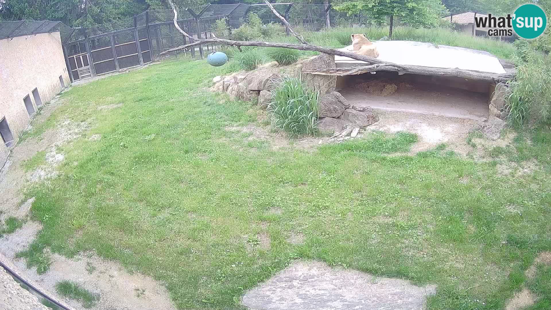 LION live Webcam in Ljubljana Zoo – Slovenia