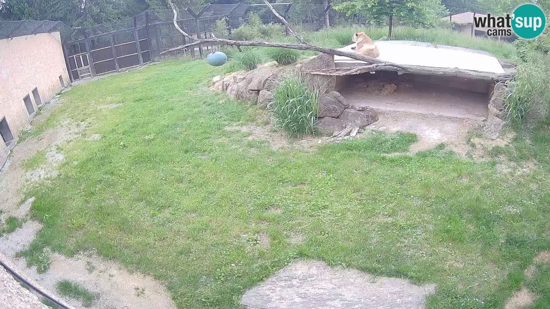 Löwe live Webcam im Zoo von Ljubljana – Slowenien