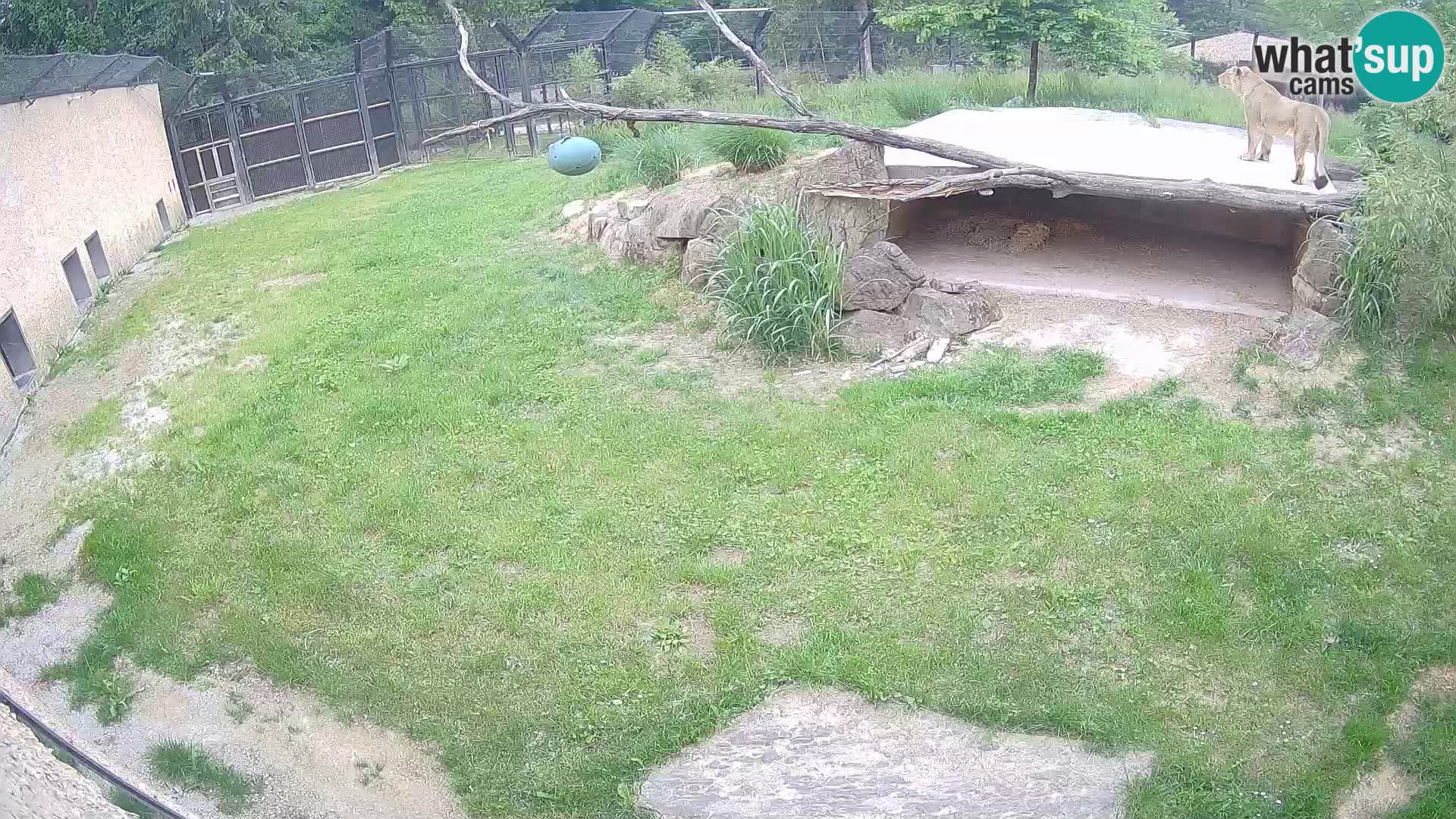 LEVI spletna kamera v živalskem vrtu Ljubljana Zoo