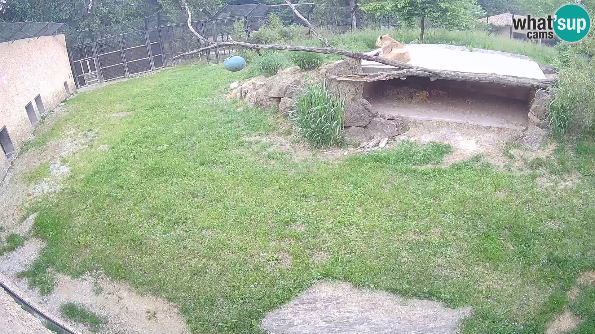 LION live Webcam in Ljubljana Zoo – Slovenia