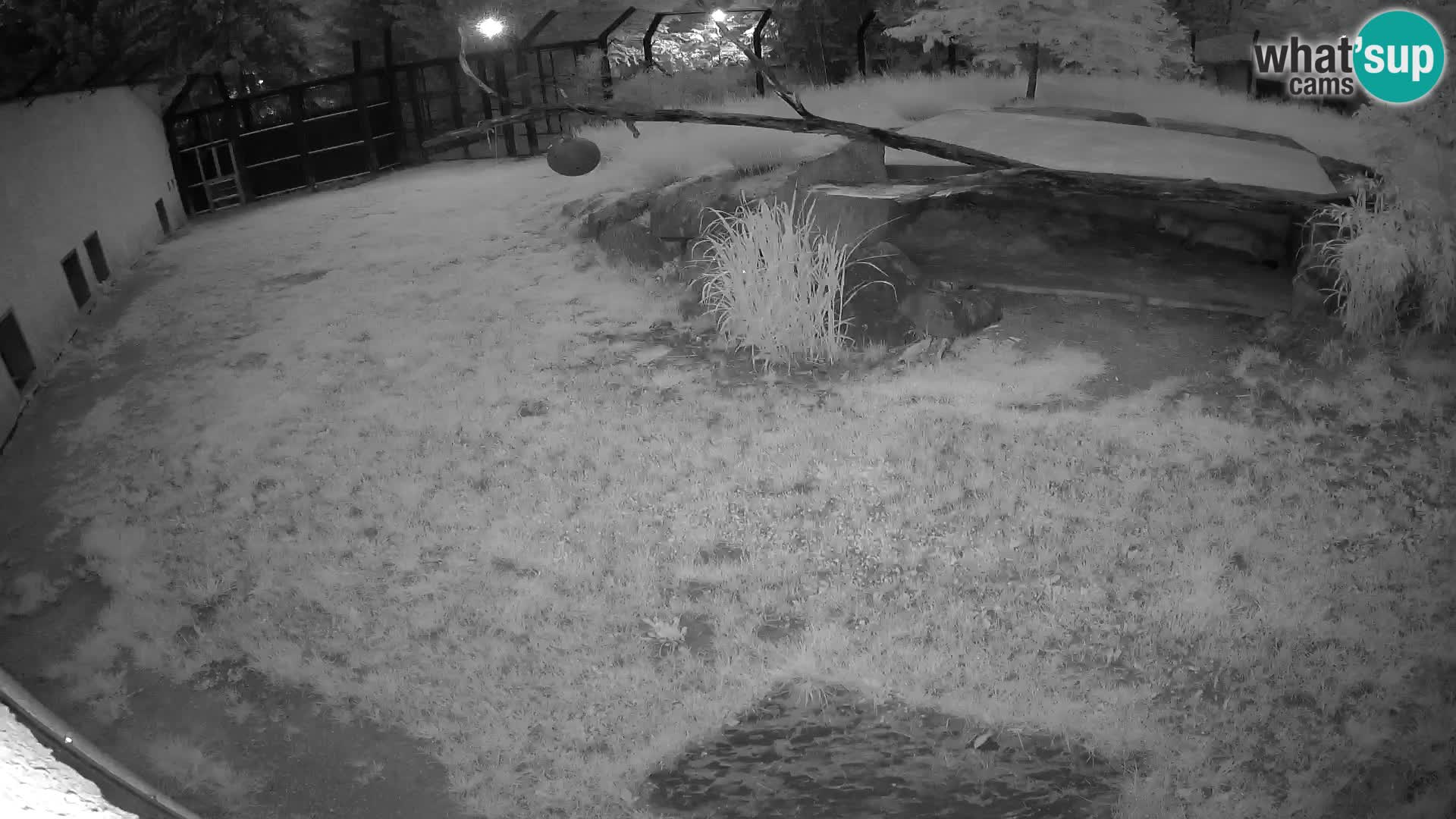 LEONE live Webcam nello zoo di Lubiana – Slovenia