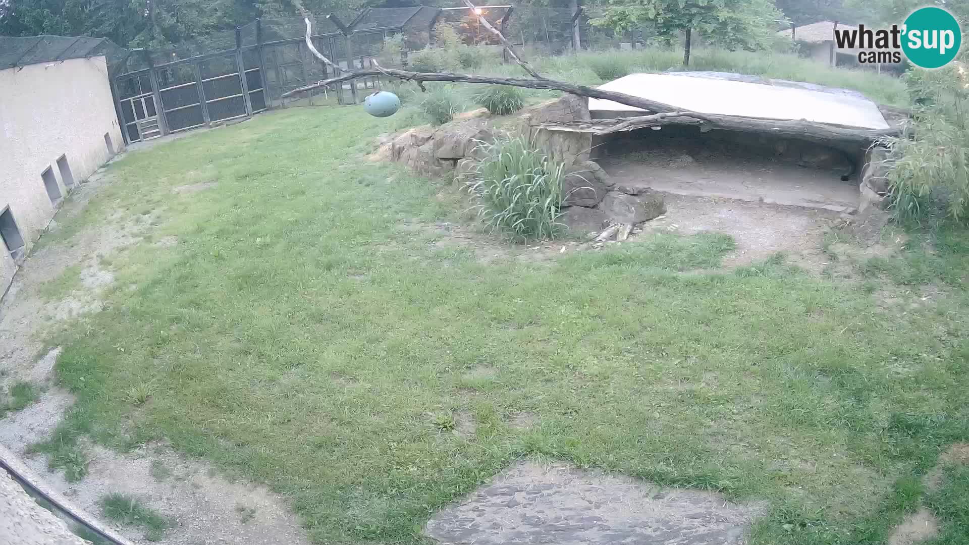 LEON Webcam en vivo en Ljubljana Zoo – Eslovenia