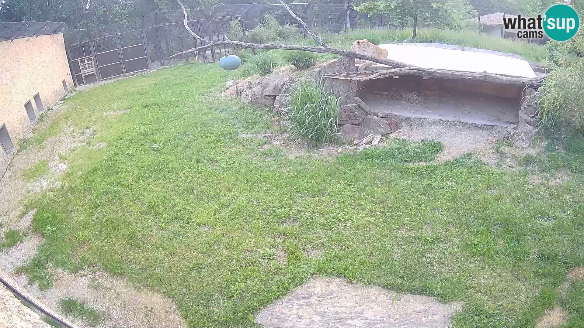 LEVI spletna kamera v živalskem vrtu Ljubljana Zoo