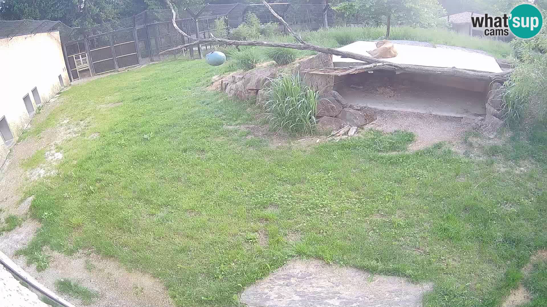 LEVI spletna kamera v živalskem vrtu Ljubljana Zoo