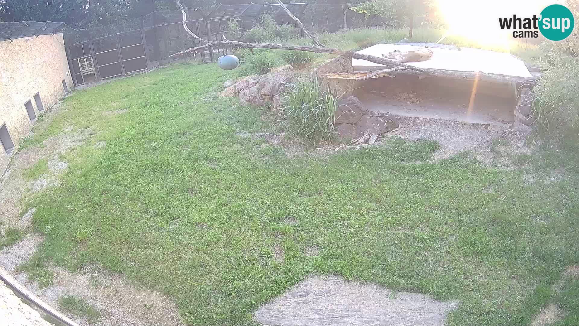 LEONE live Webcam nello zoo di Lubiana – Slovenia