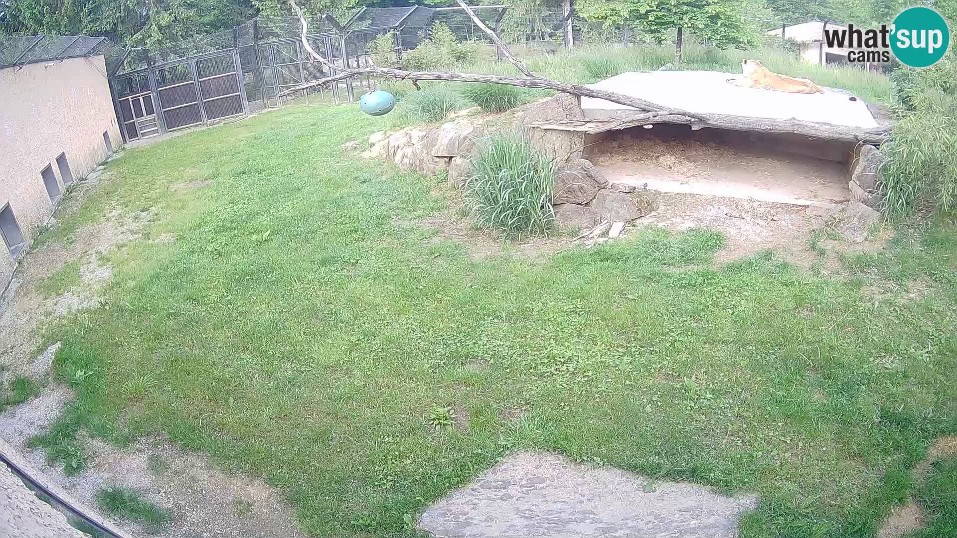LION webcam en direct du zoo de Ljubljana – Slovénie