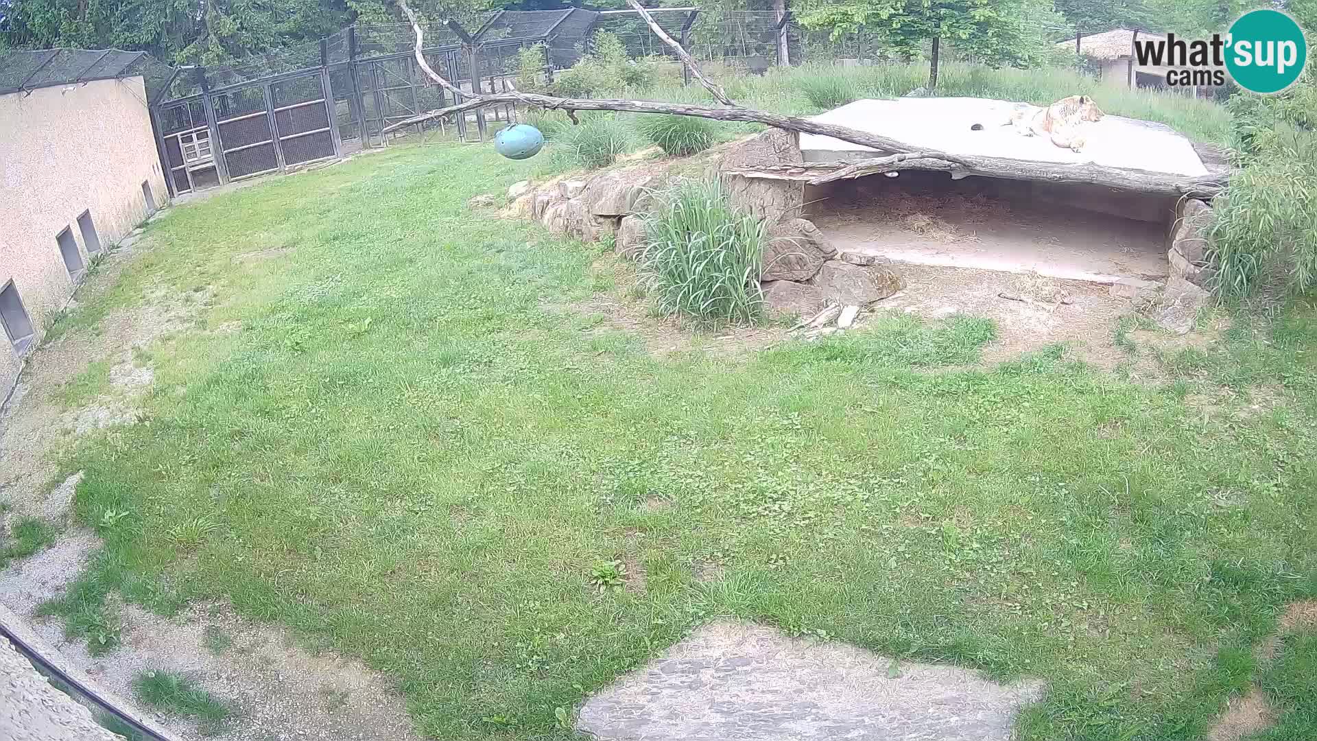 LION webcam en direct du zoo de Ljubljana – Slovénie
