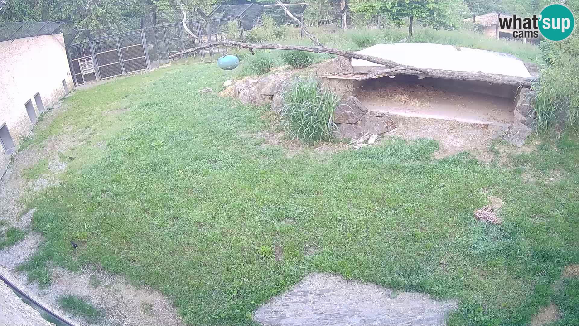 LEVI spletna kamera v živalskem vrtu Ljubljana Zoo