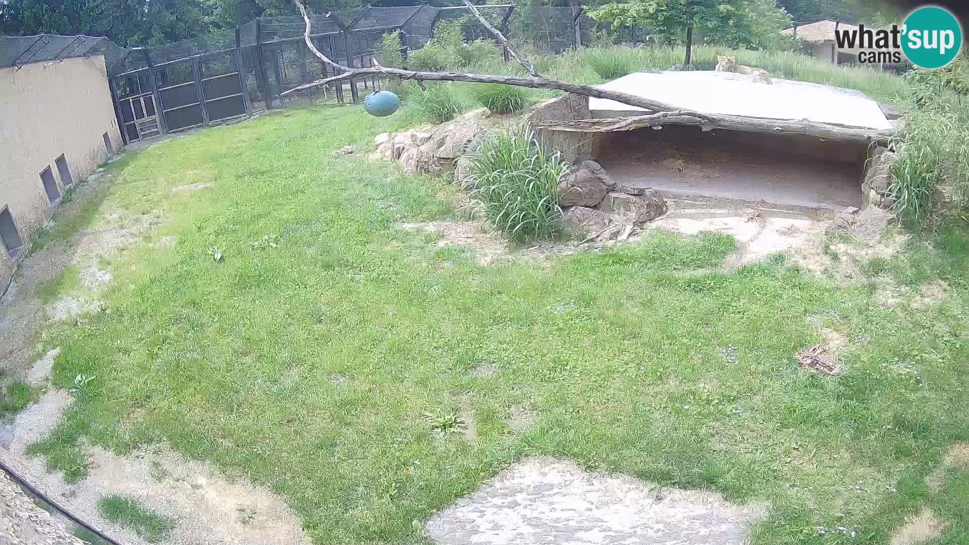 LEON Webcam en vivo en Ljubljana Zoo – Eslovenia