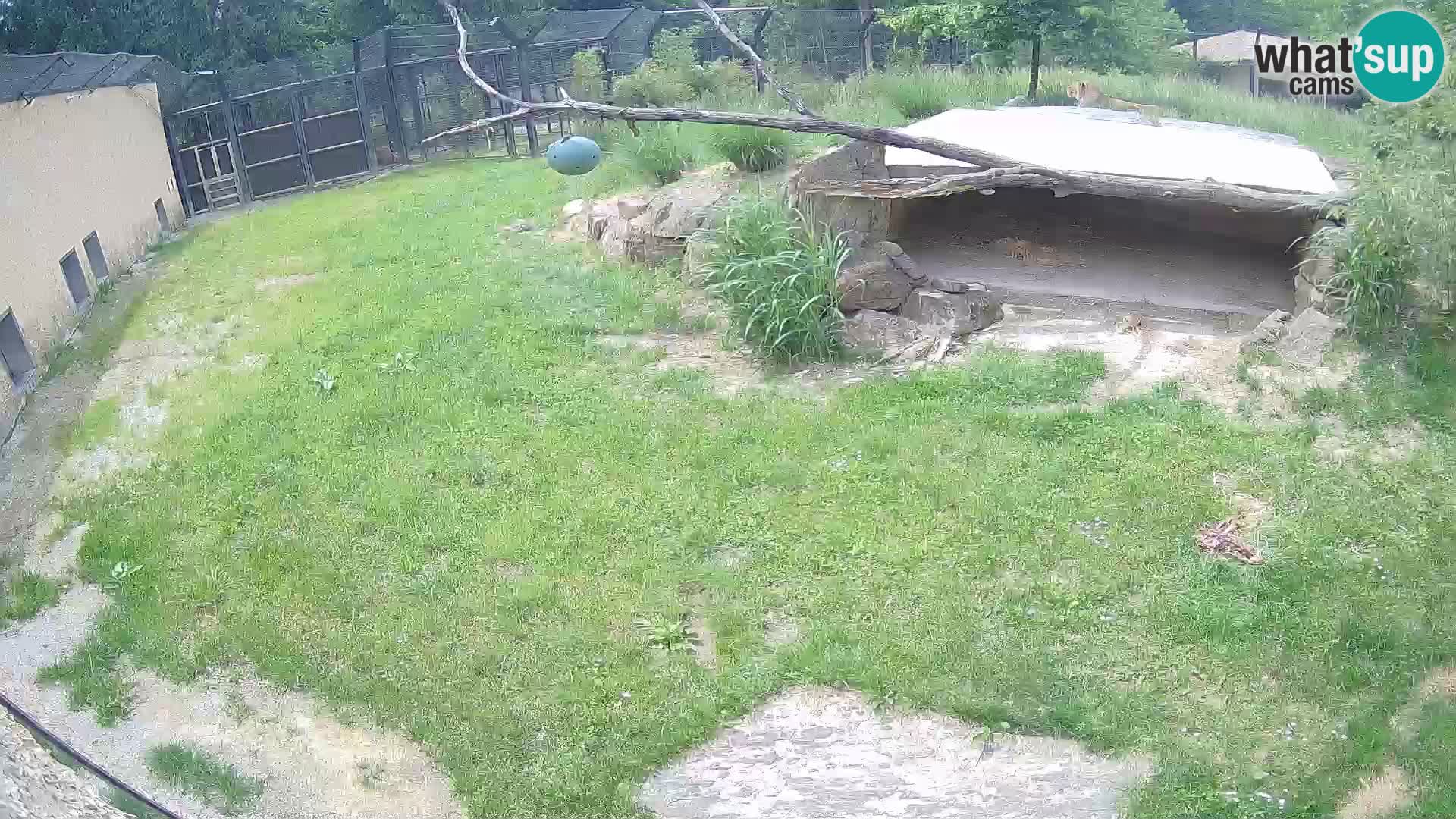 LEON Webcam en vivo en Ljubljana Zoo – Eslovenia