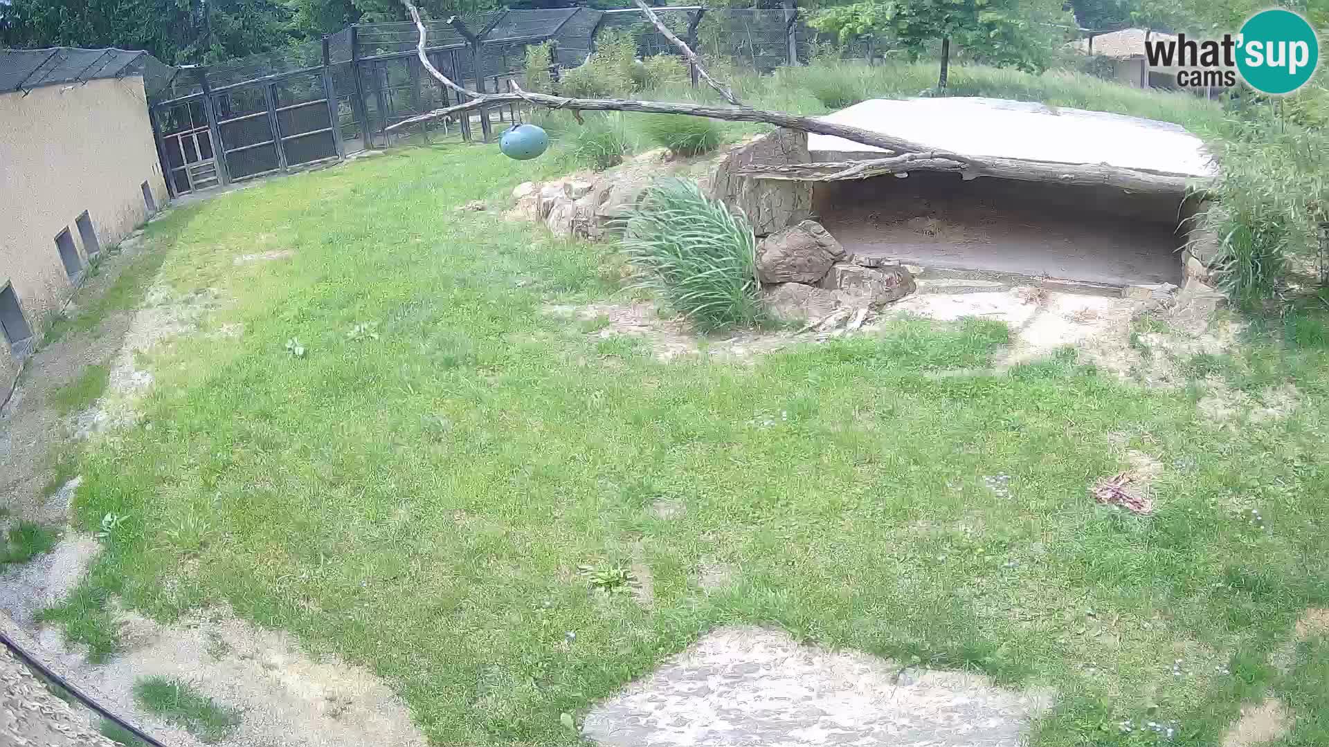 LEON Webcam en vivo en Ljubljana Zoo – Eslovenia