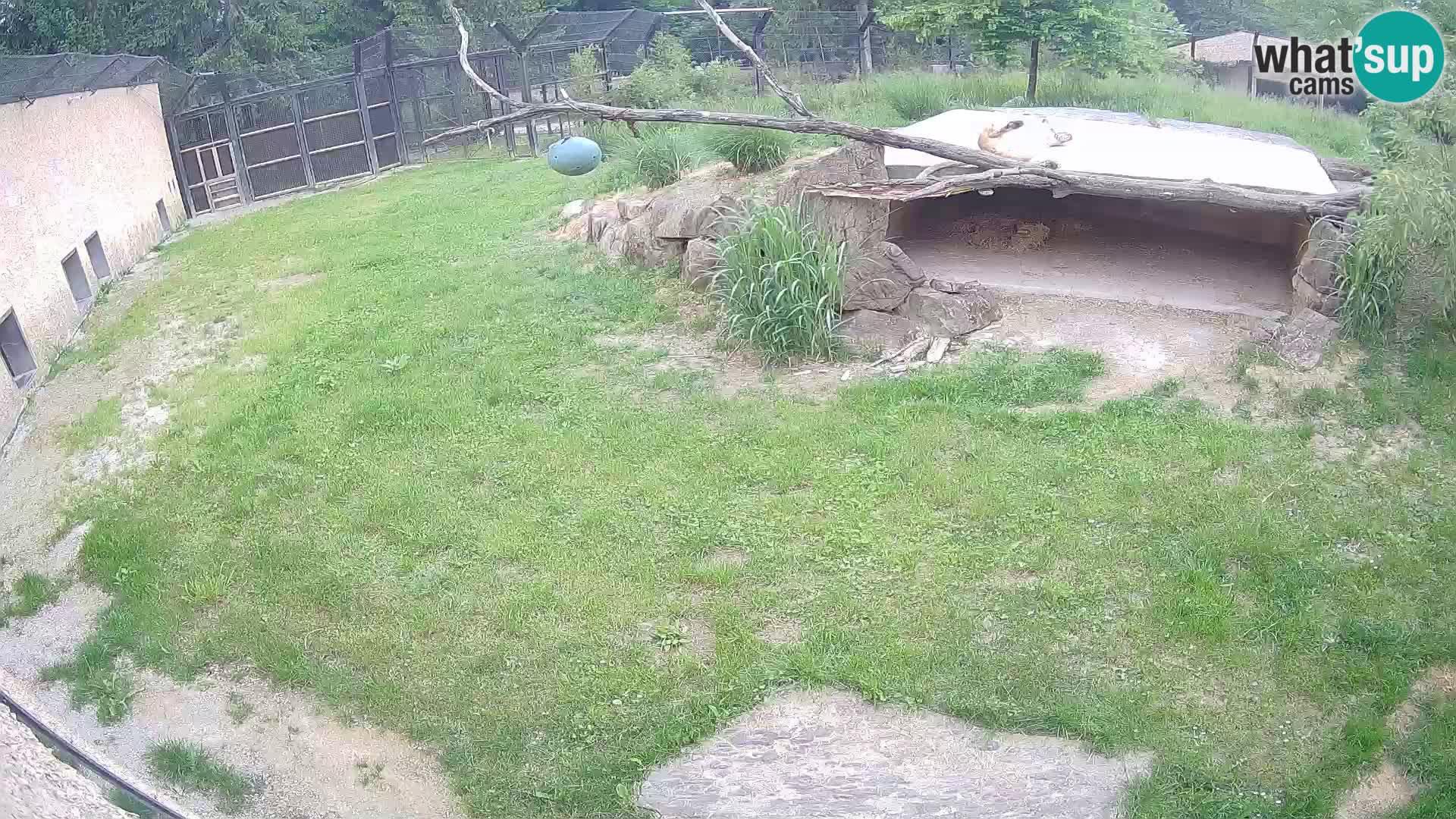 LION live Webcam in Ljubljana Zoo – Slovenia