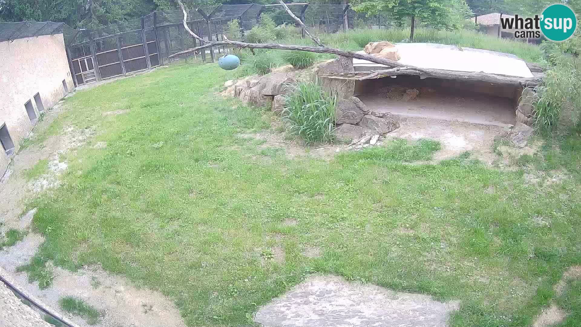 LION live Webcam in Ljubljana Zoo – Slovenia