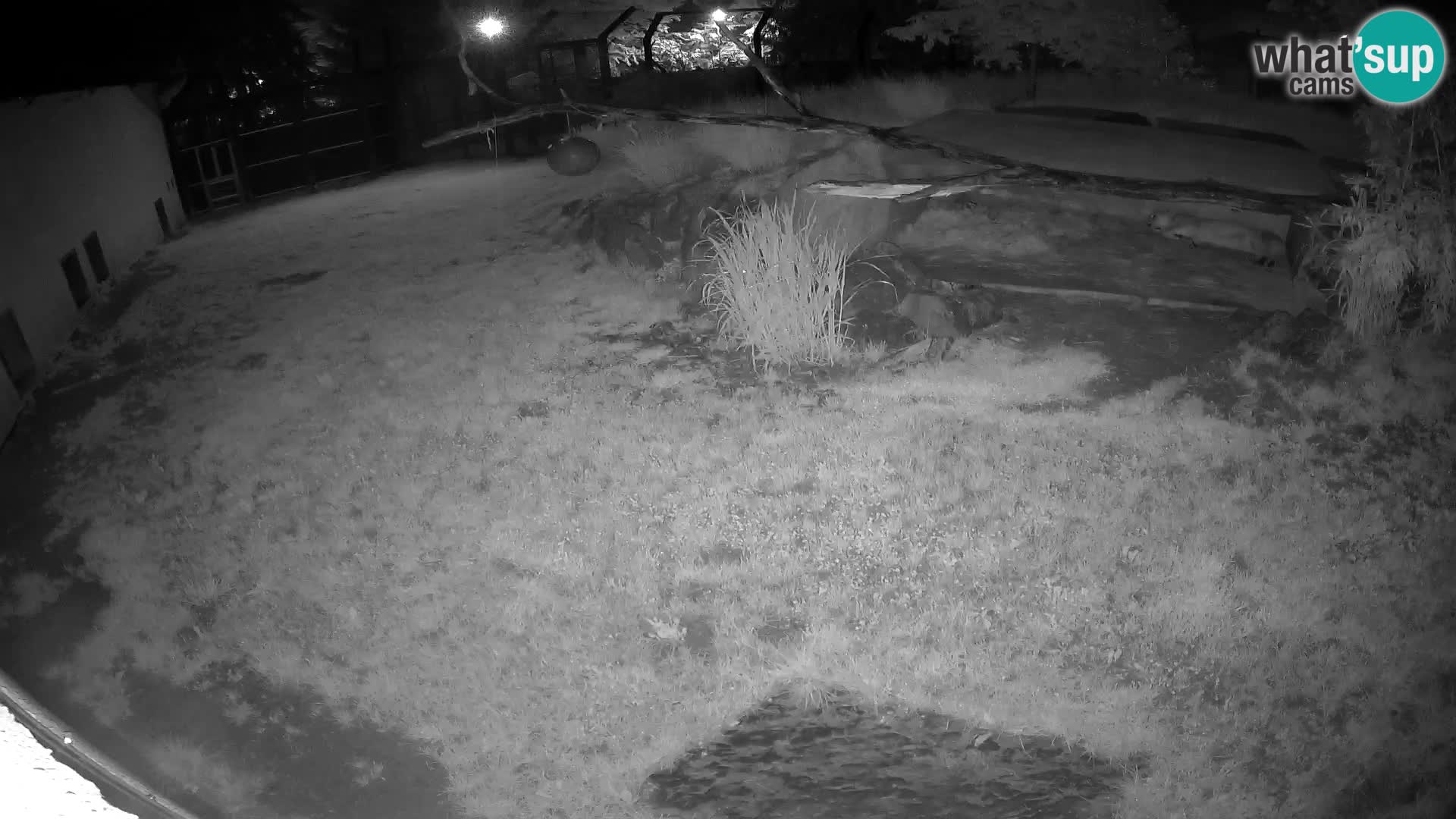 LION live Webcam in Ljubljana Zoo – Slovenia