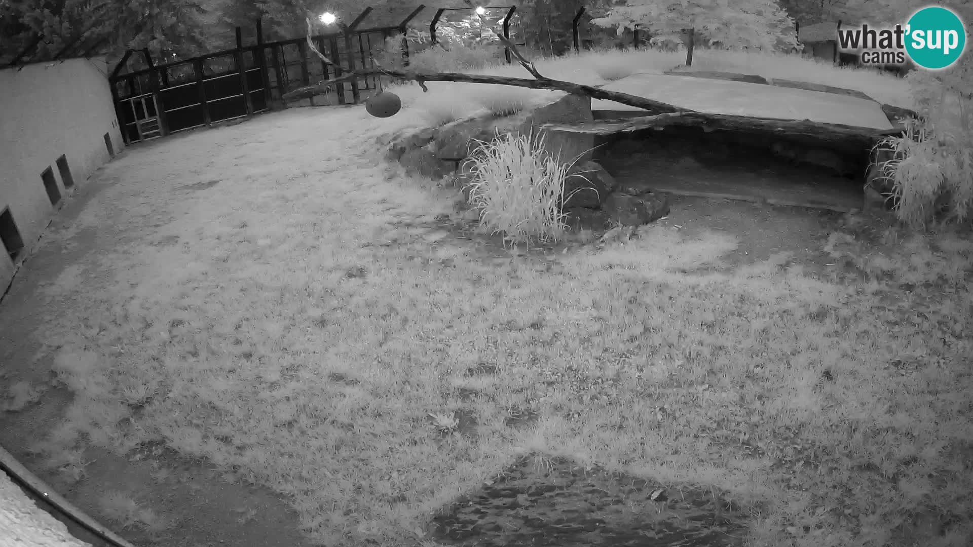 LION live Webcam in Ljubljana Zoo – Slovenia