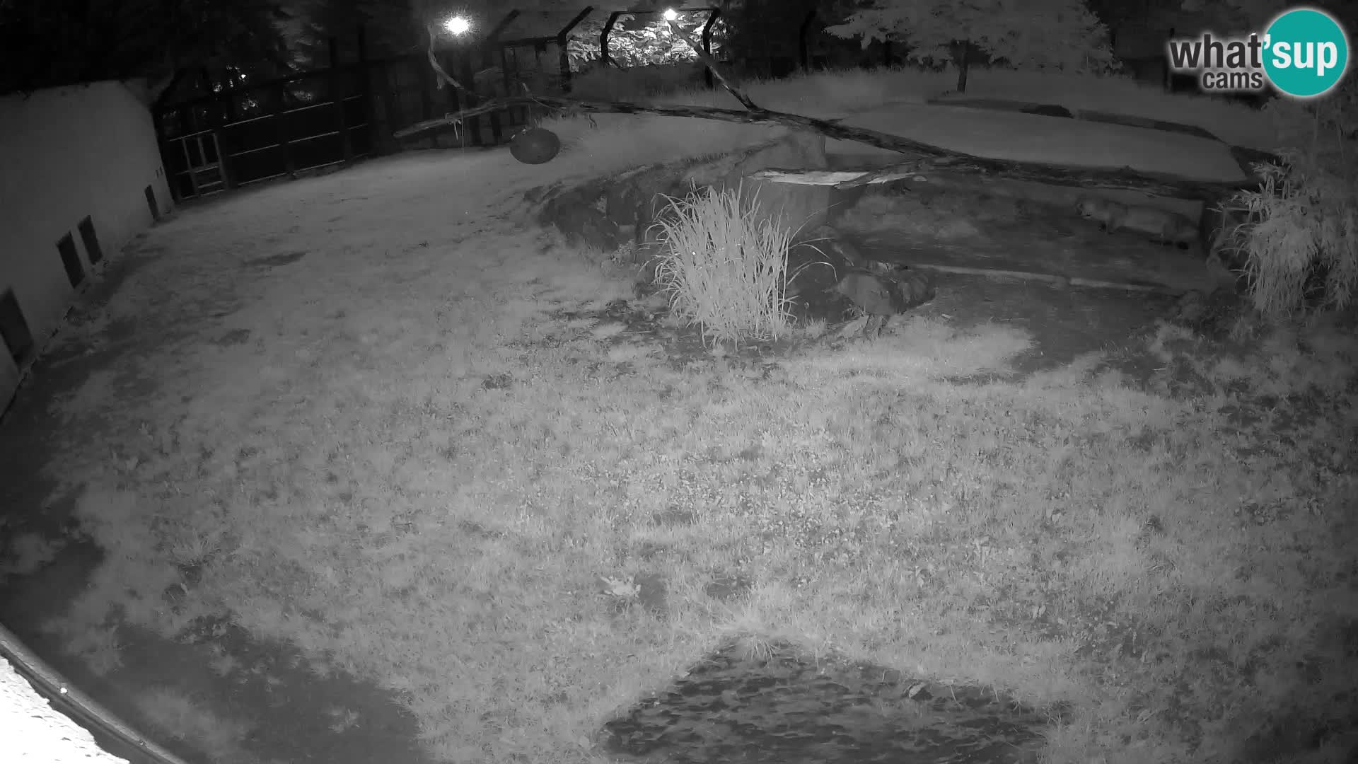 LION webcam en direct du zoo de Ljubljana – Slovénie