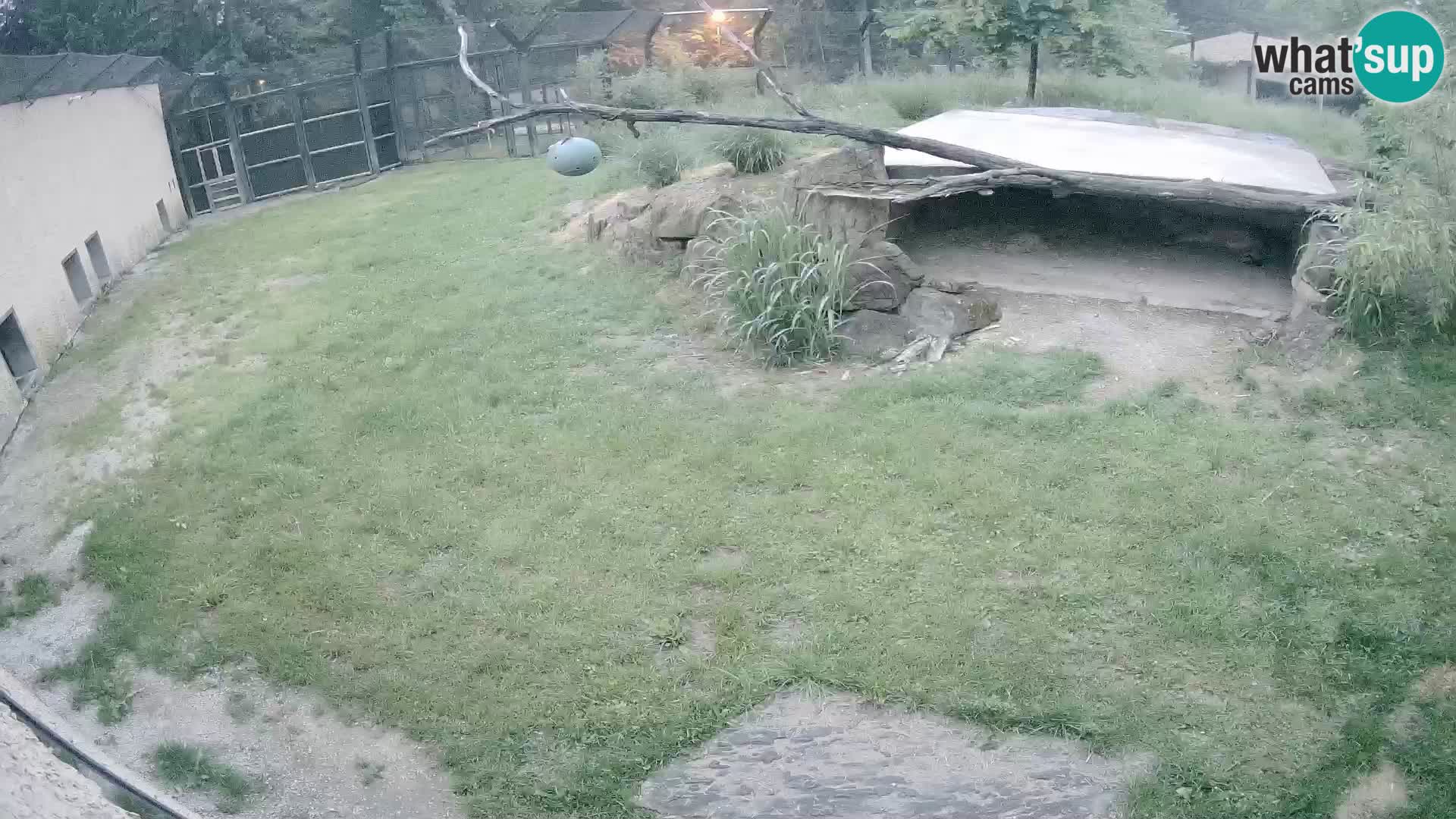 LION live Webcam in Ljubljana Zoo – Slovenia