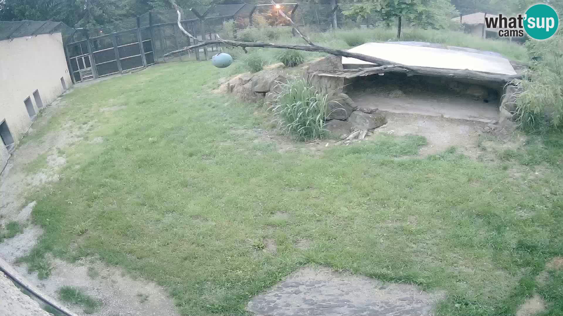 LION webcam en direct du zoo de Ljubljana – Slovénie