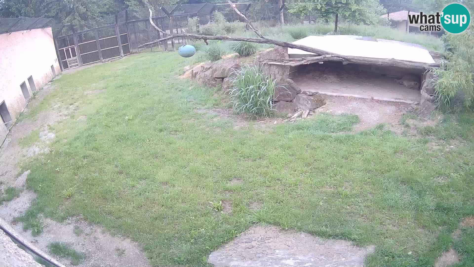 LION webcam en direct du zoo de Ljubljana – Slovénie