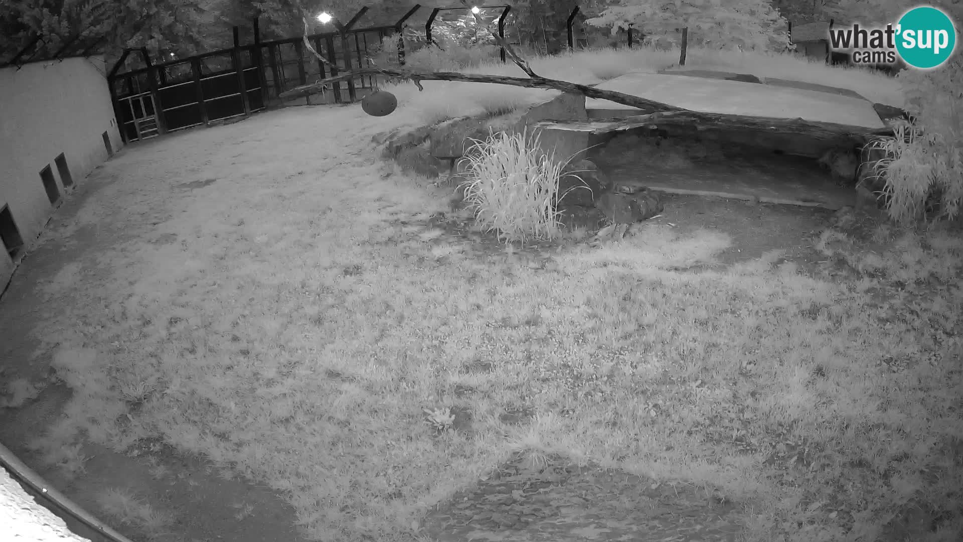 LEON Webcam en vivo en Ljubljana Zoo – Eslovenia