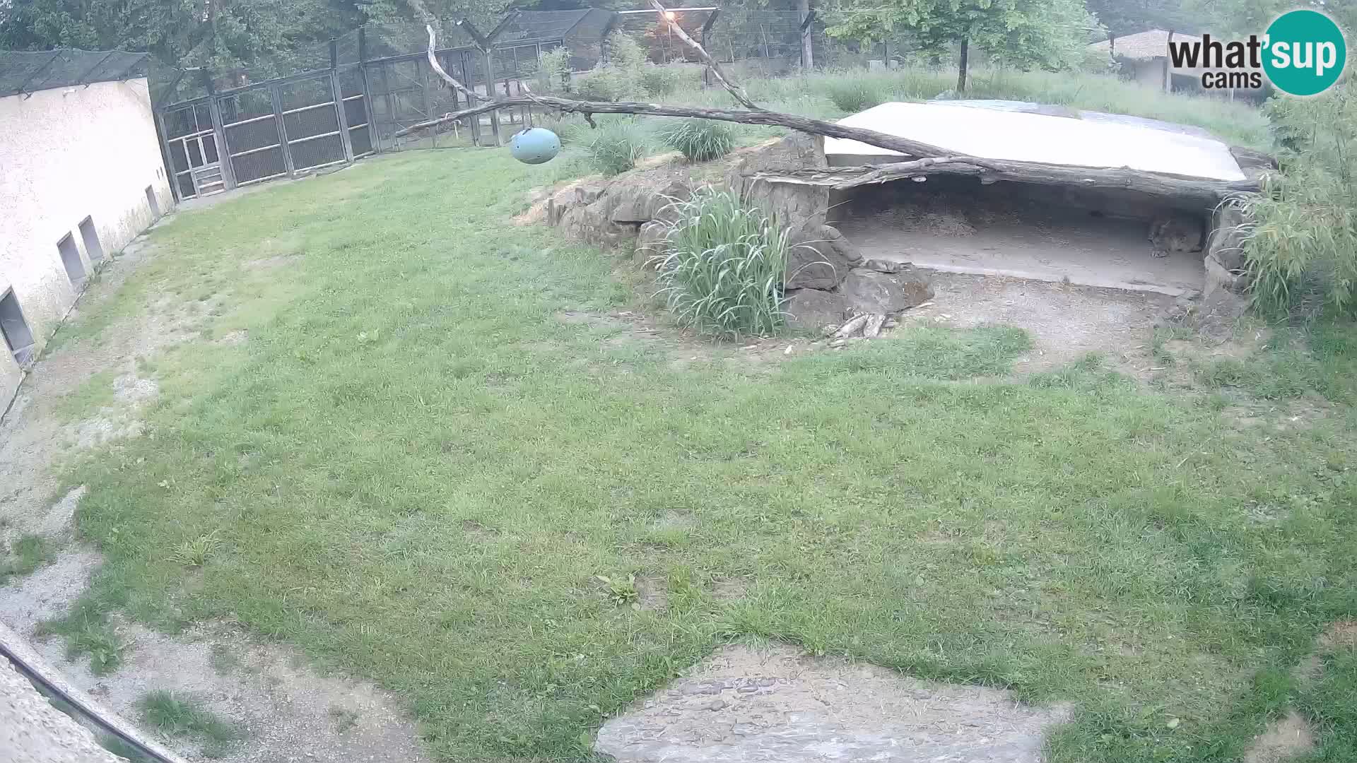 LION live Webcam in Ljubljana Zoo – Slovenia