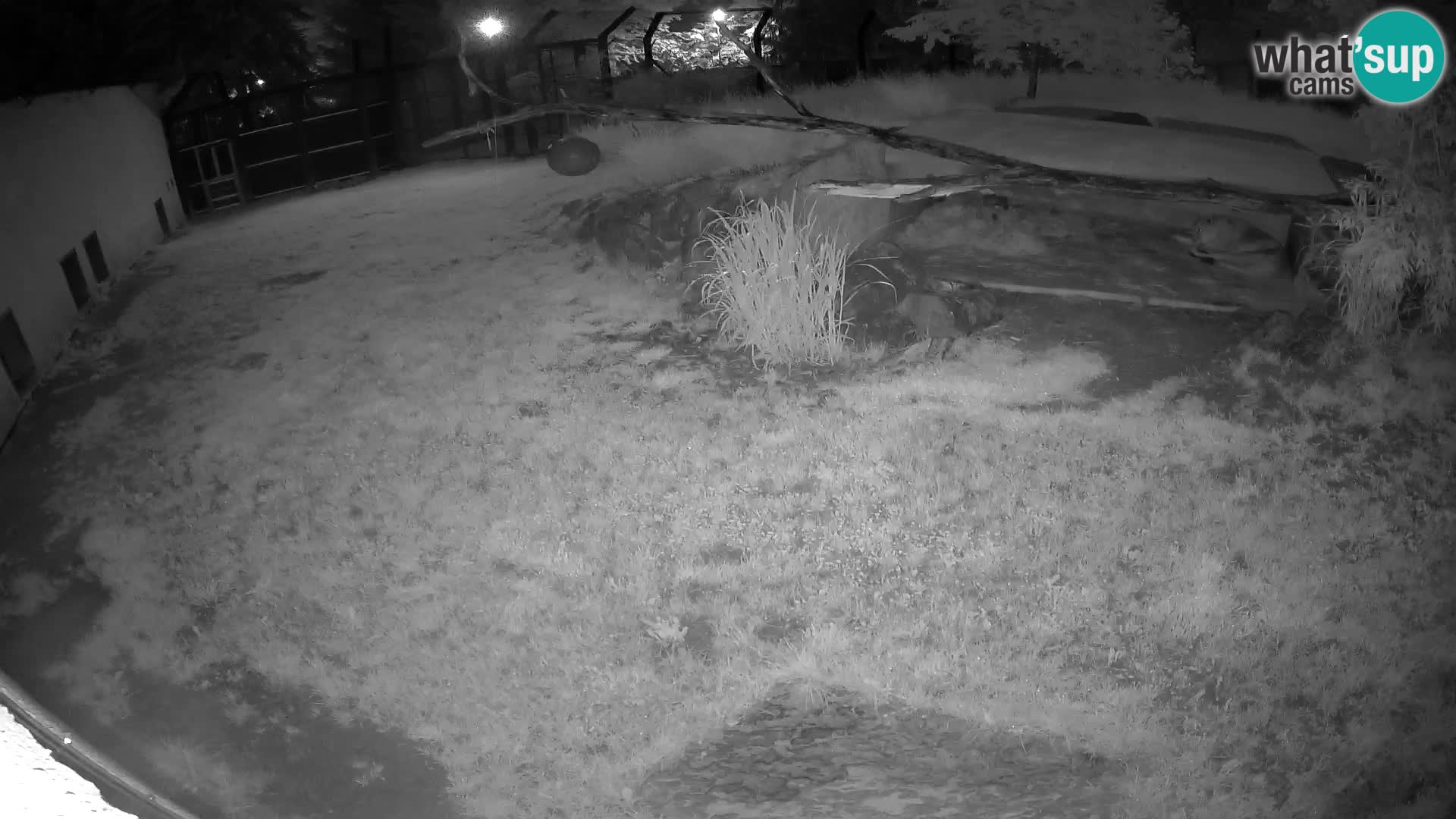 Löwe live Webcam im Zoo von Ljubljana – Slowenien