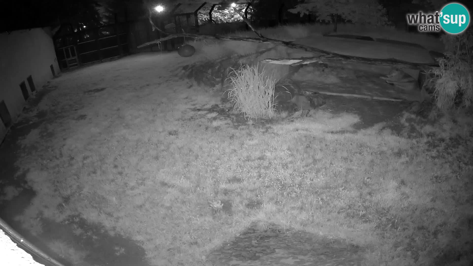 LEON Webcam en vivo en Ljubljana Zoo – Eslovenia