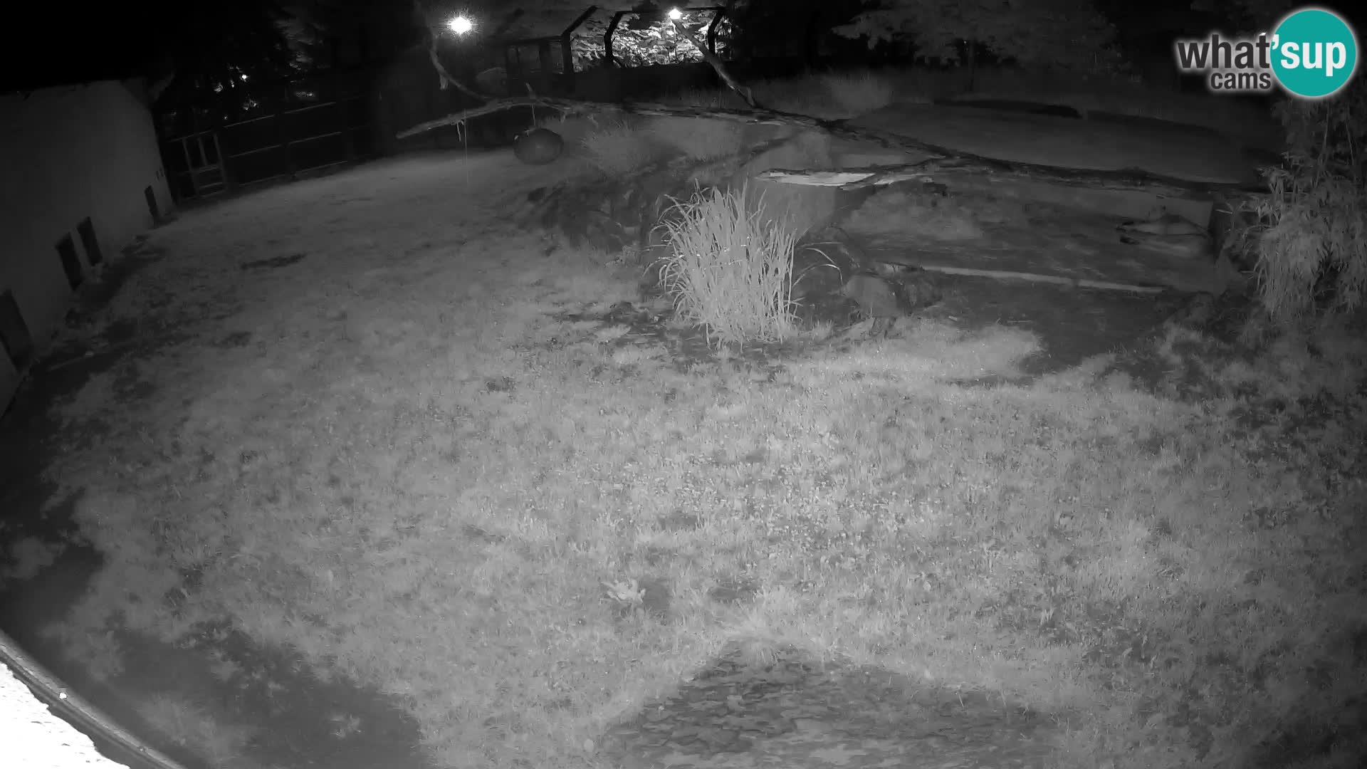 LION webcam en direct du zoo de Ljubljana – Slovénie