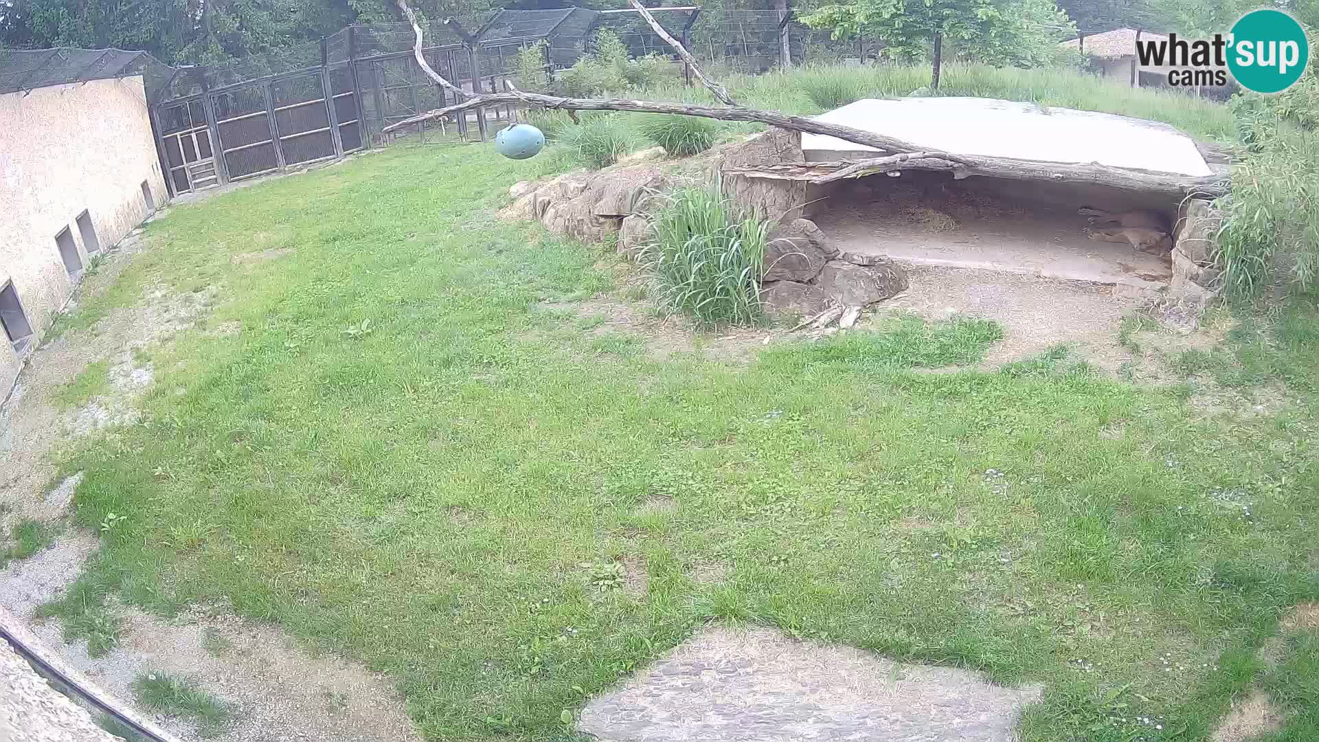 LION webcam en direct du zoo de Ljubljana – Slovénie