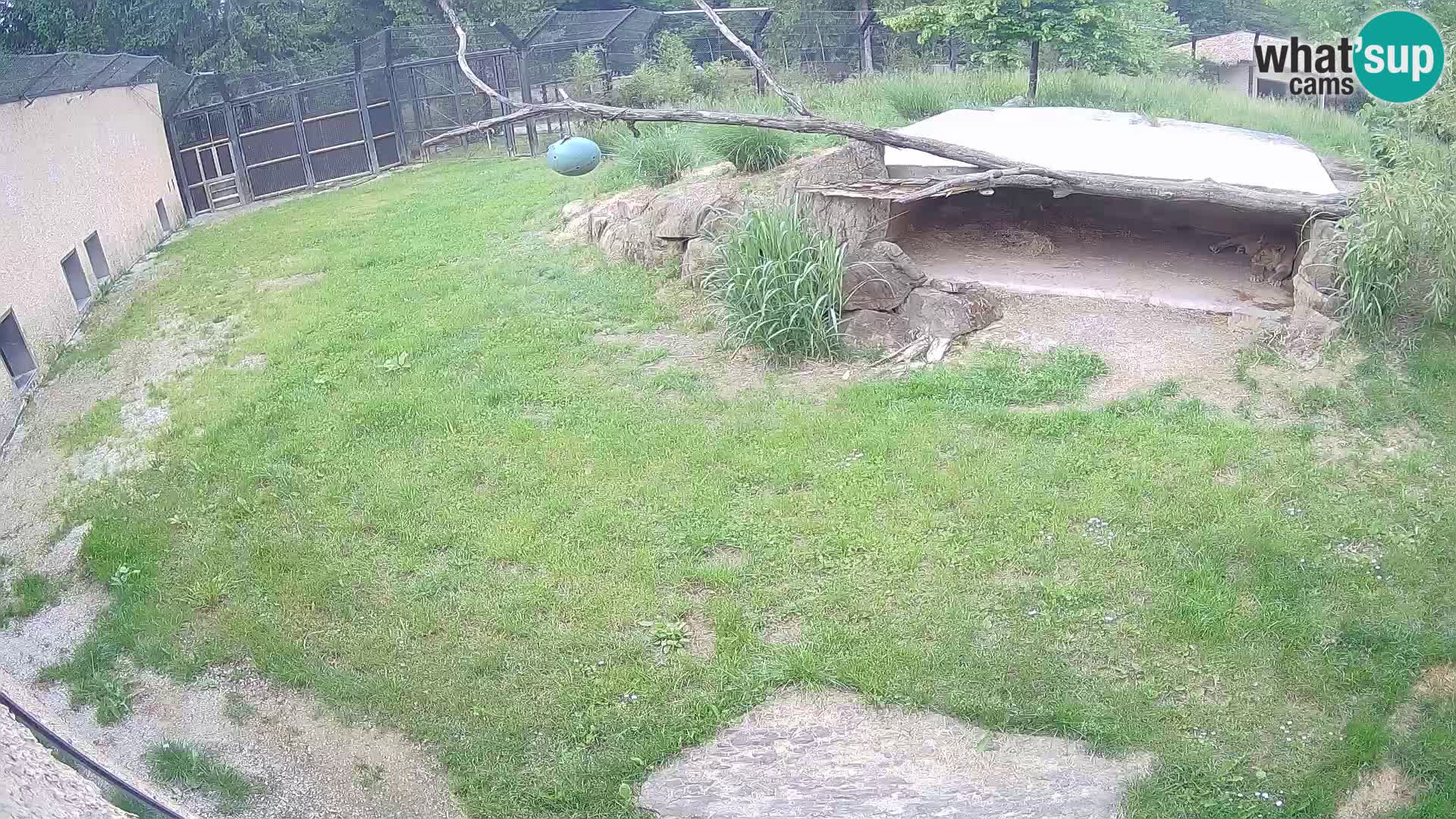 LEVI spletna kamera v živalskem vrtu Ljubljana Zoo