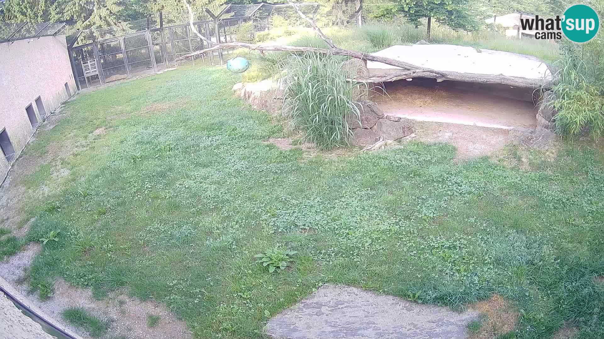 LEON Webcam en vivo en Ljubljana Zoo – Eslovenia