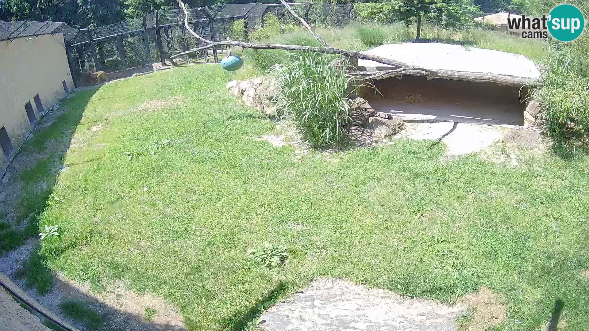 Löwe live Webcam im Zoo von Ljubljana – Slowenien