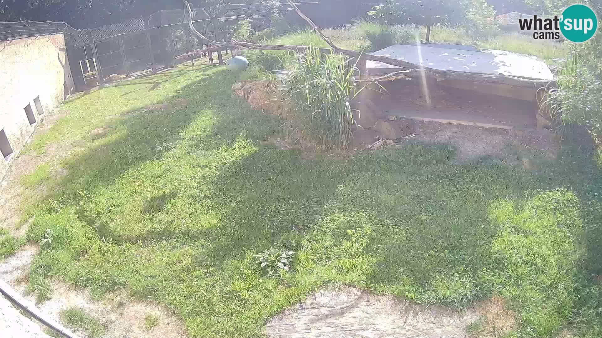 LEON Webcam en vivo en Ljubljana Zoo – Eslovenia