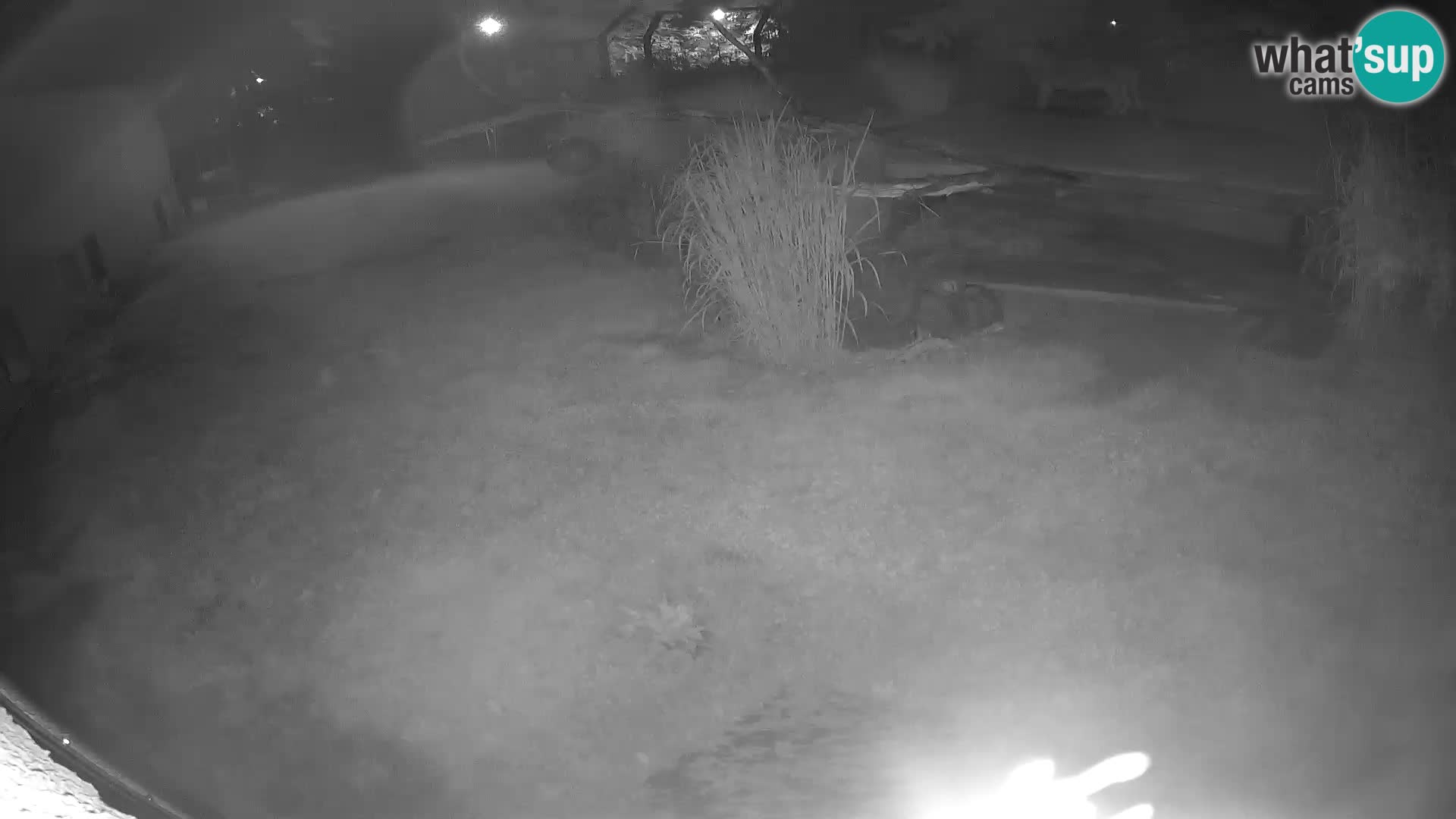LION live Webcam in Ljubljana Zoo – Slovenia