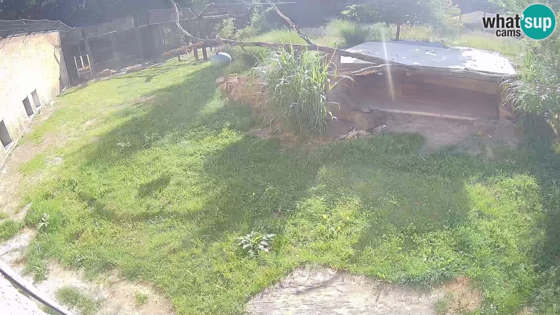 LION webcam en direct du zoo de Ljubljana – Slovénie